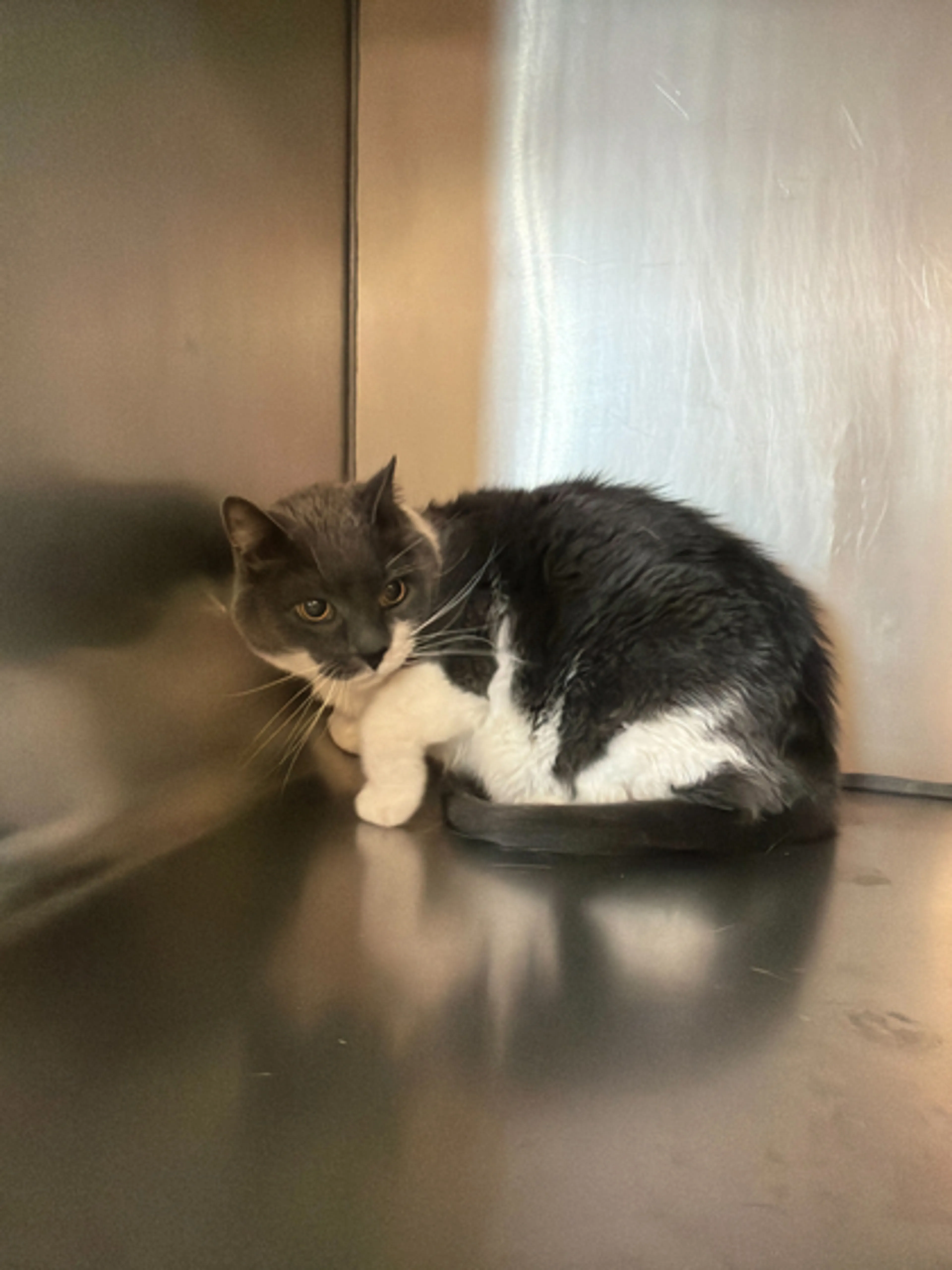 Found pet