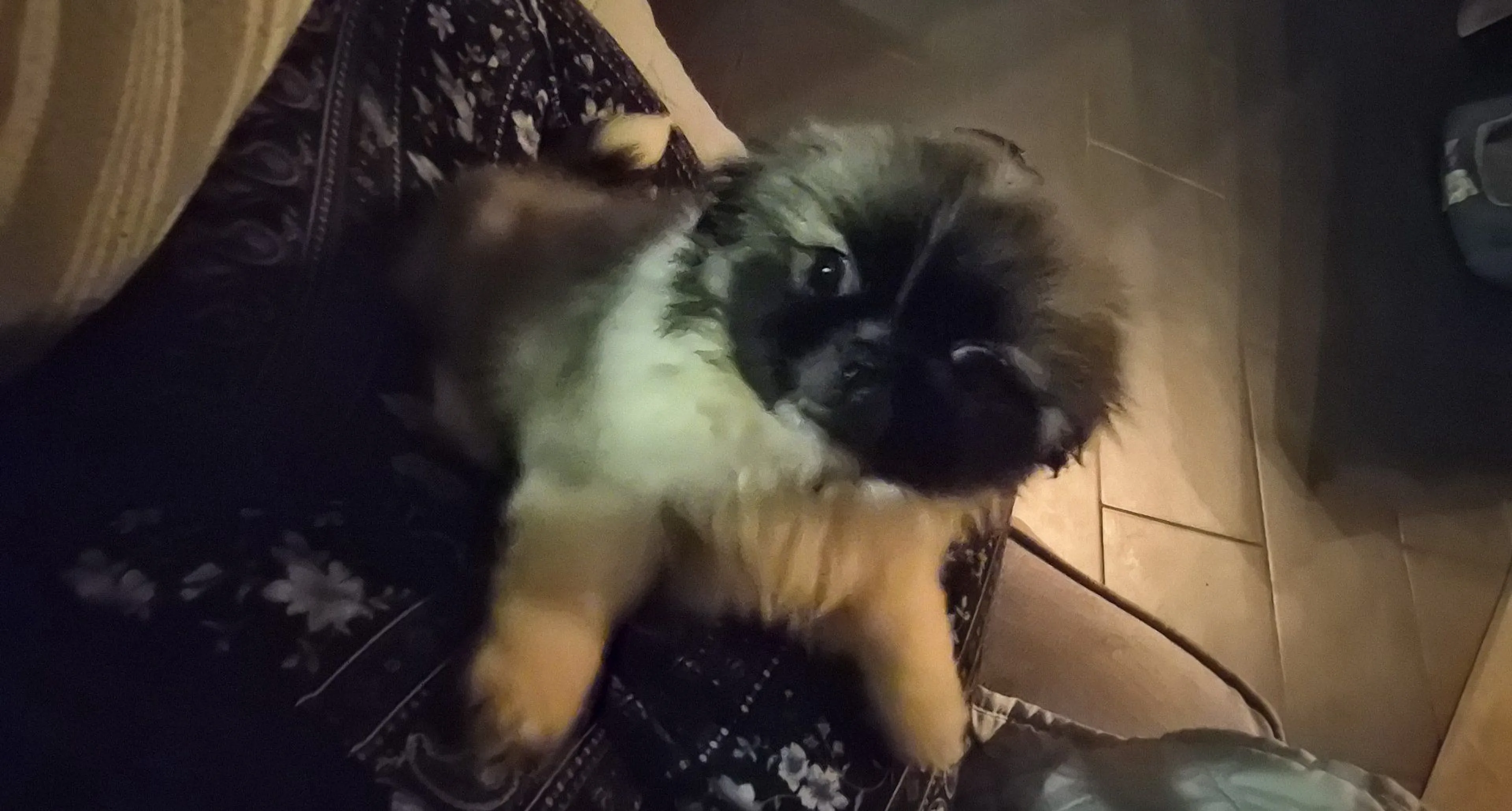 Lost pet-1