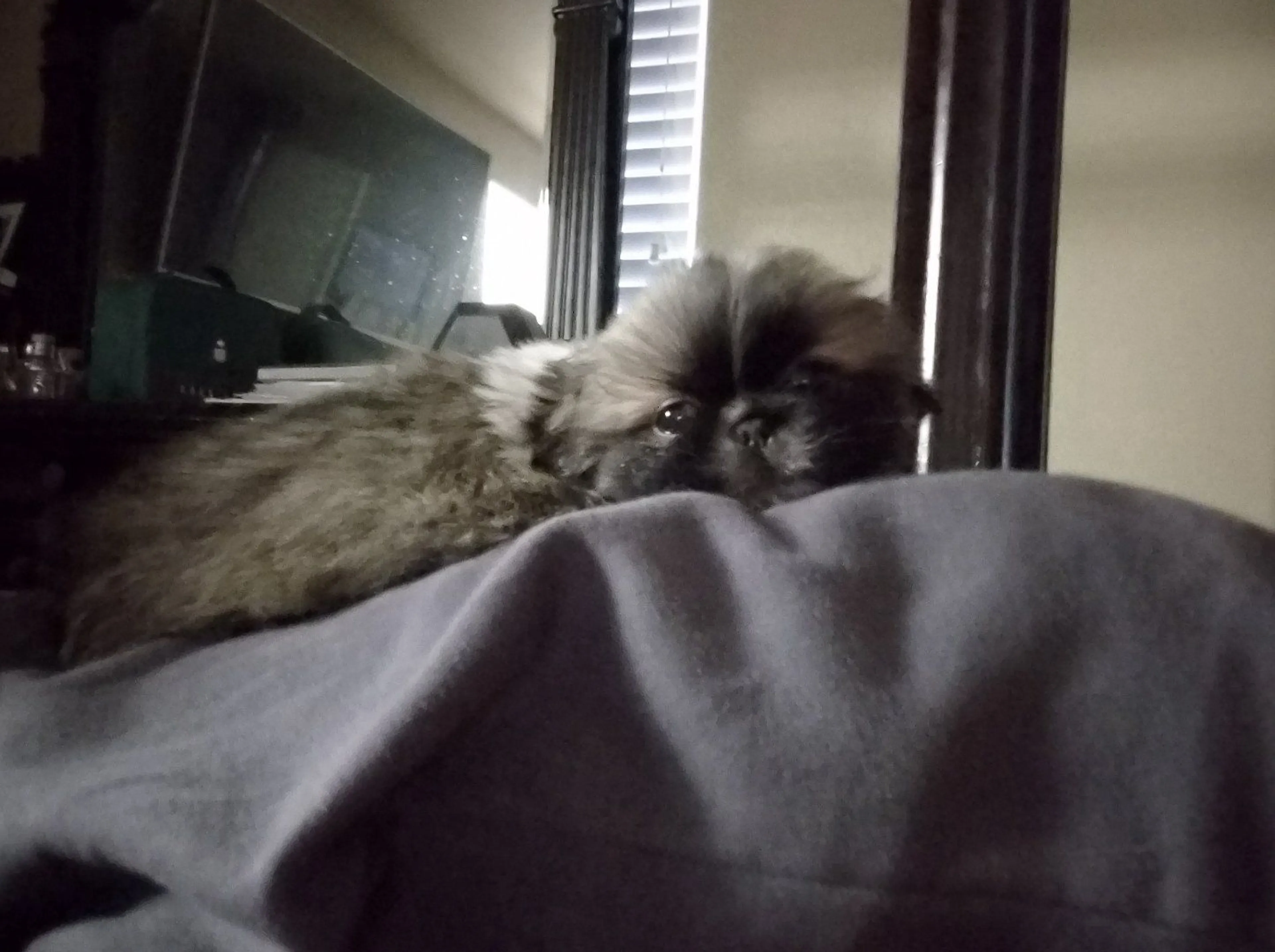 Lost pet-3