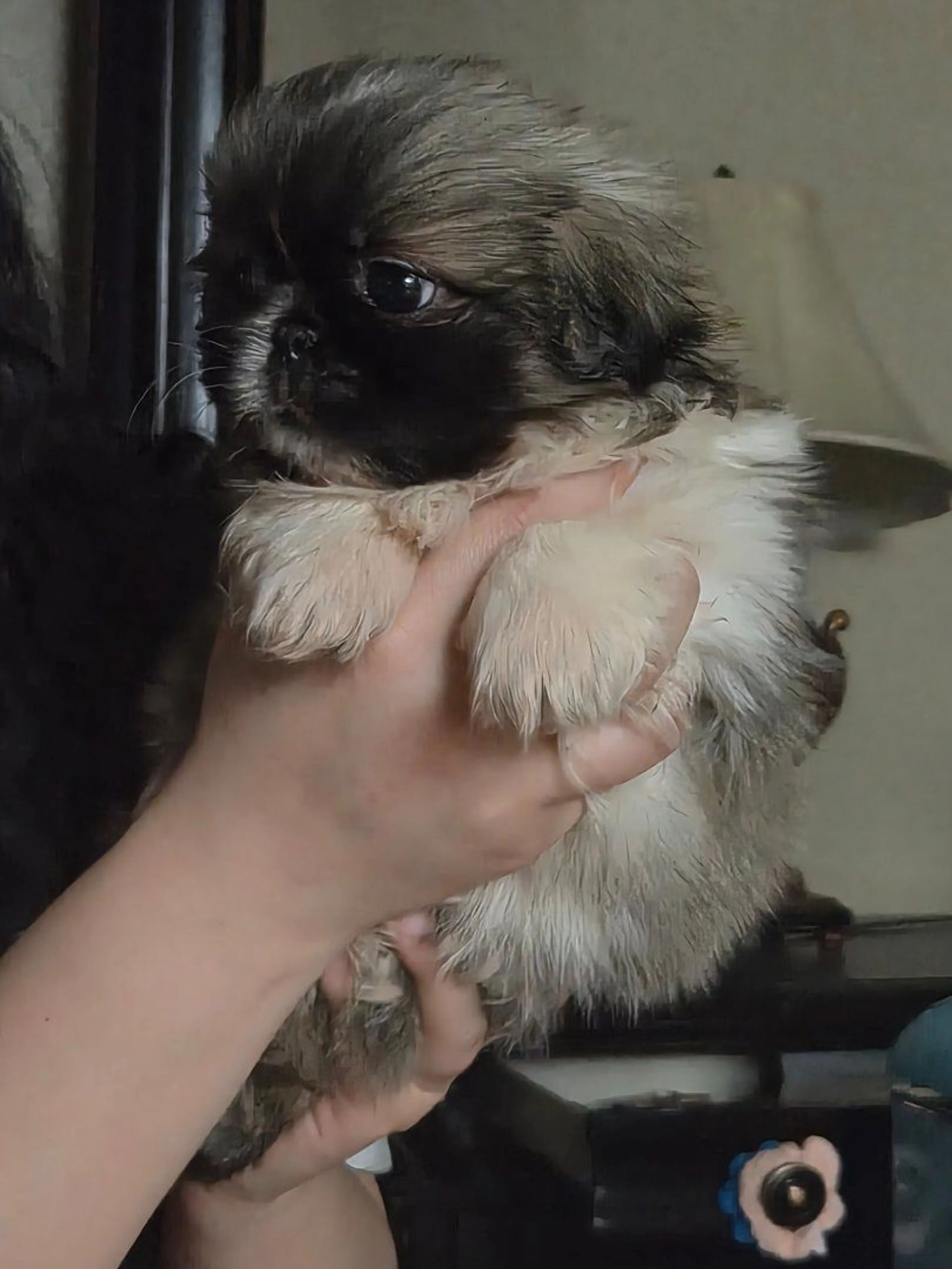 Lost pet-2