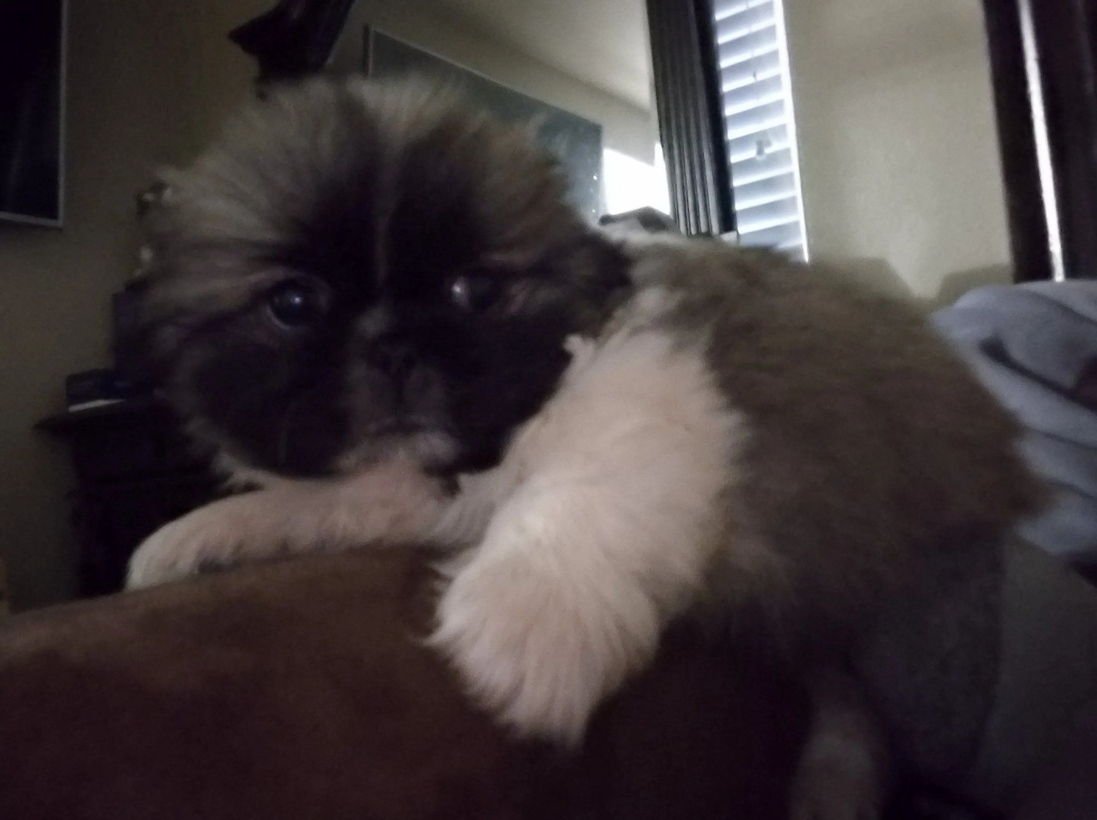 Lost pet-4