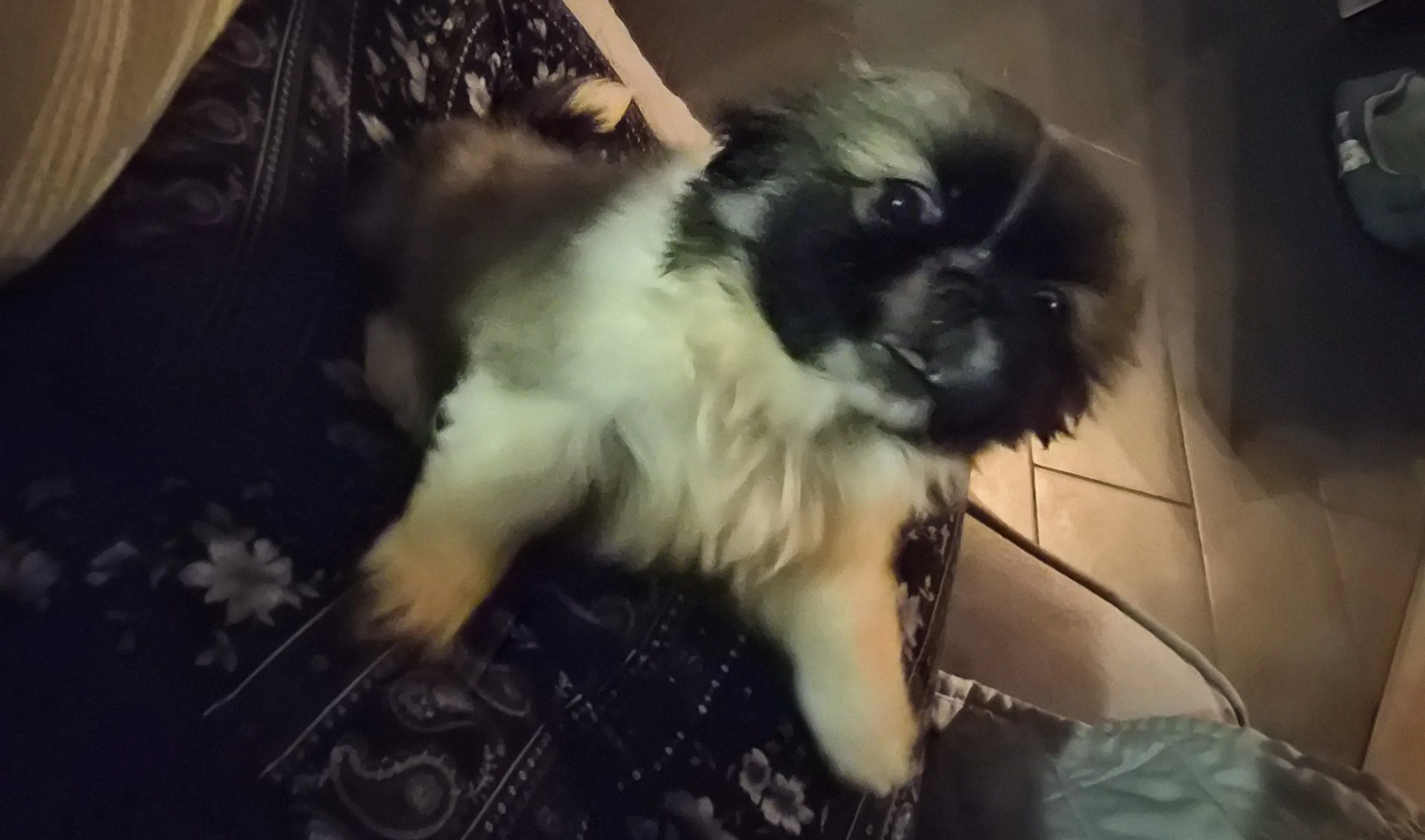 Lost pet-0
