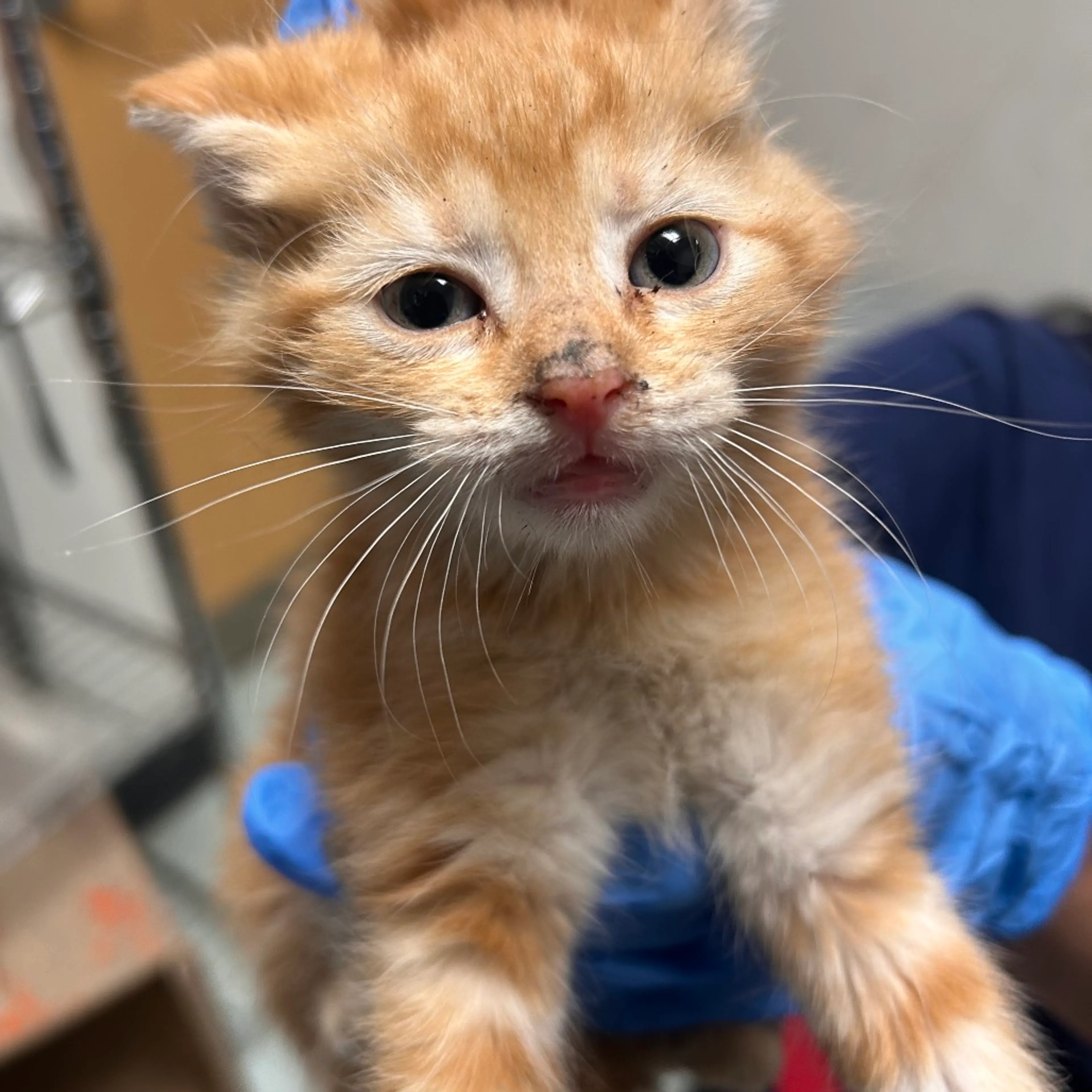 Found pet-0