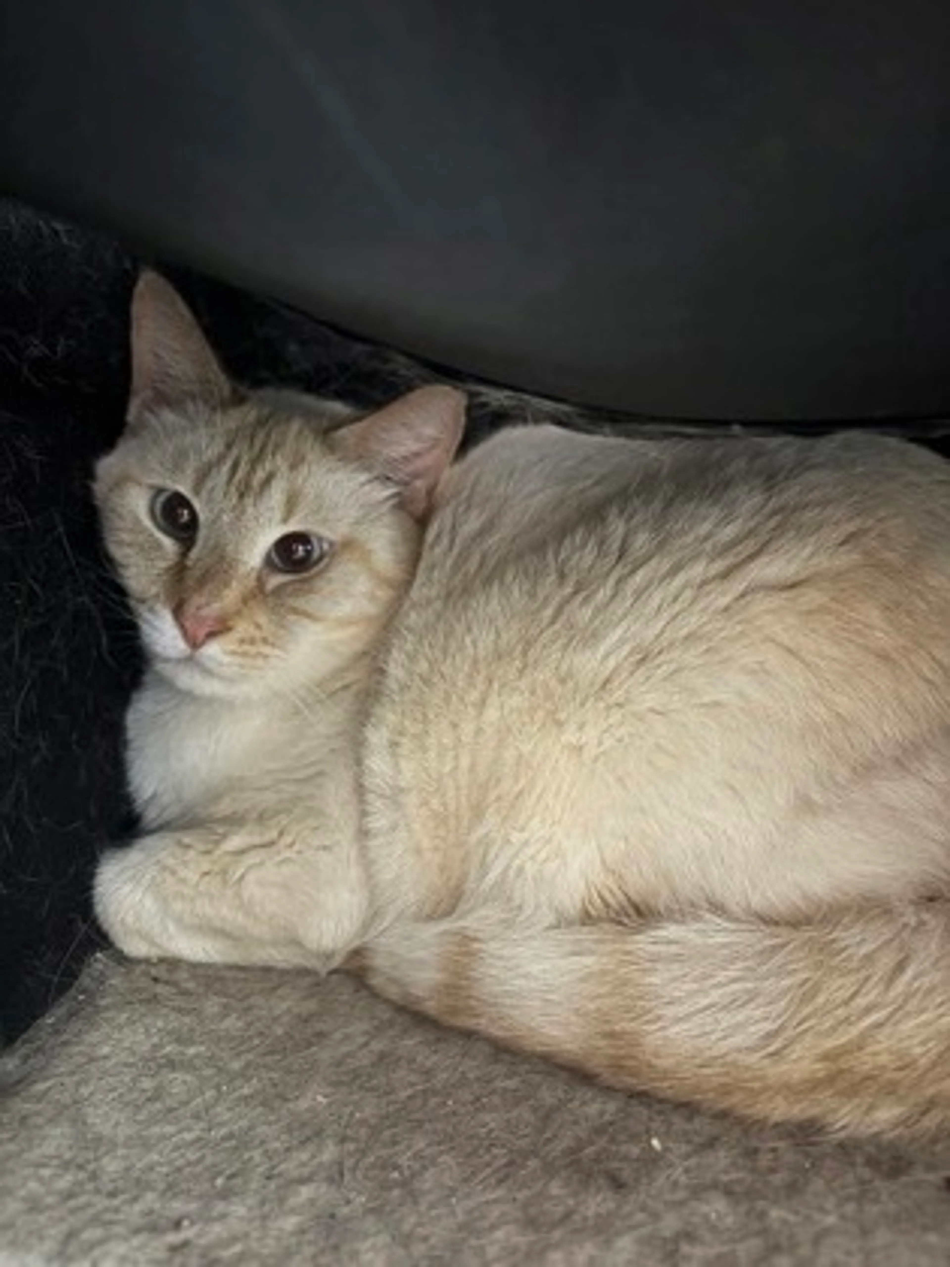 Found pet-1