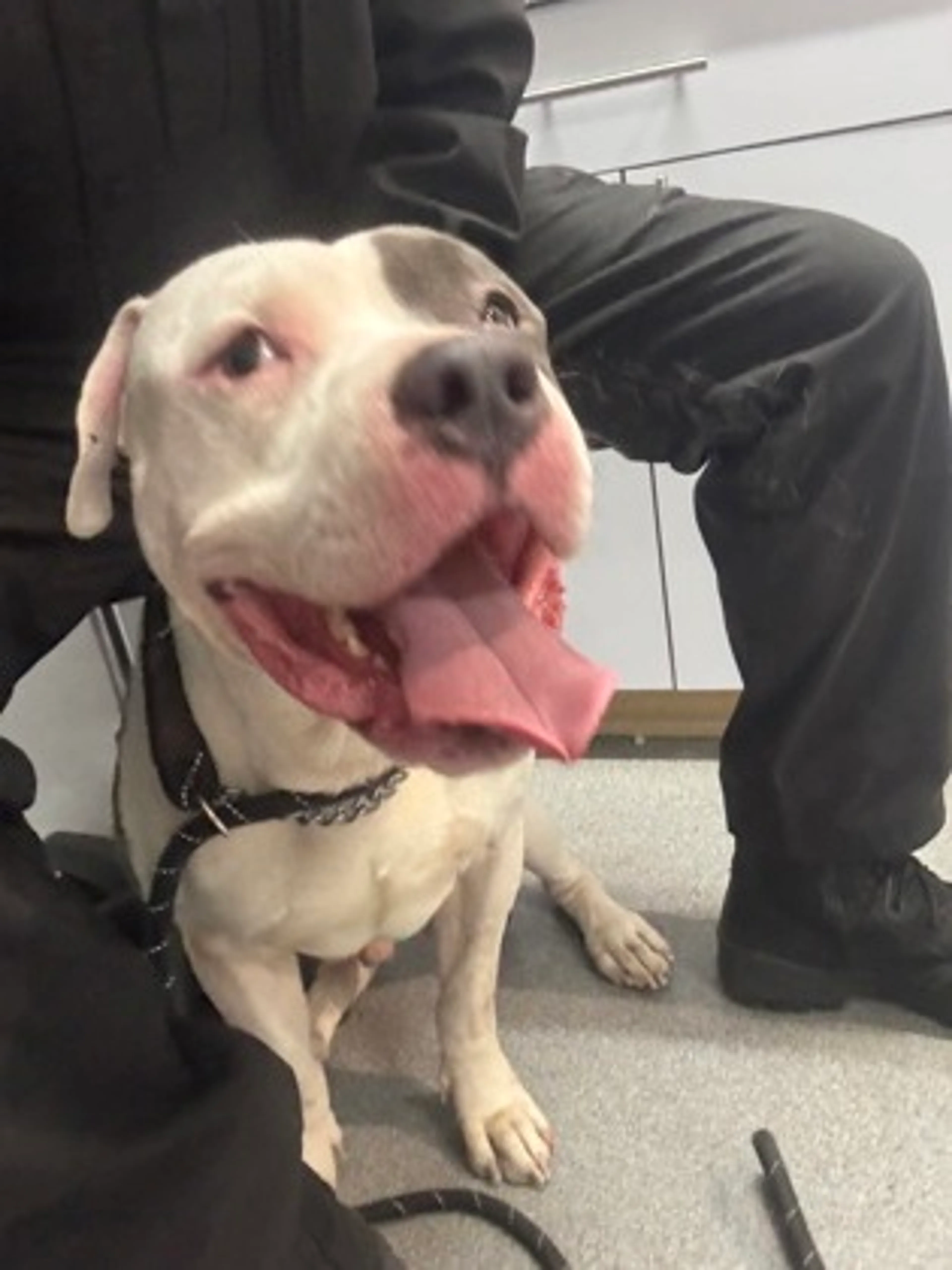 Found pet