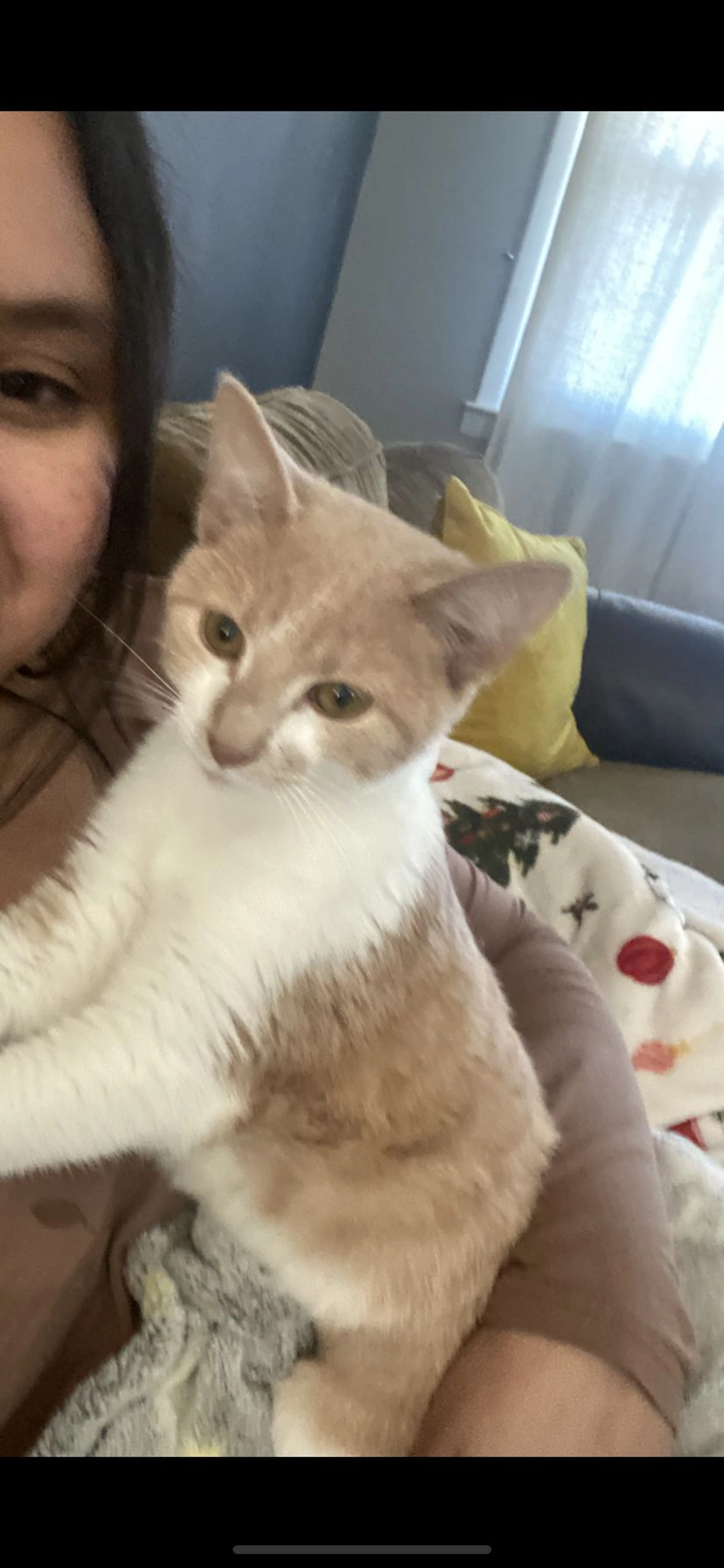Lost pet