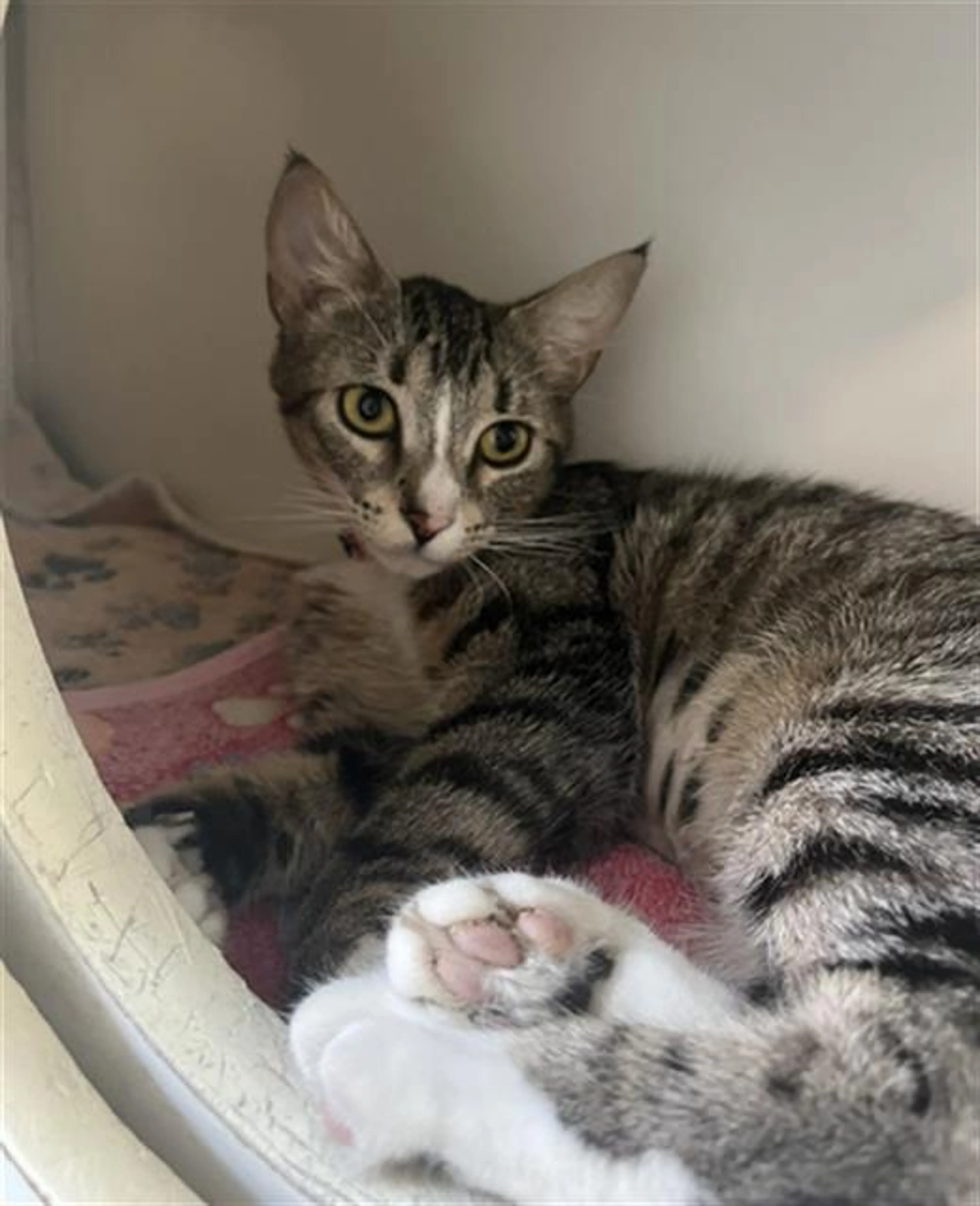 Found pet