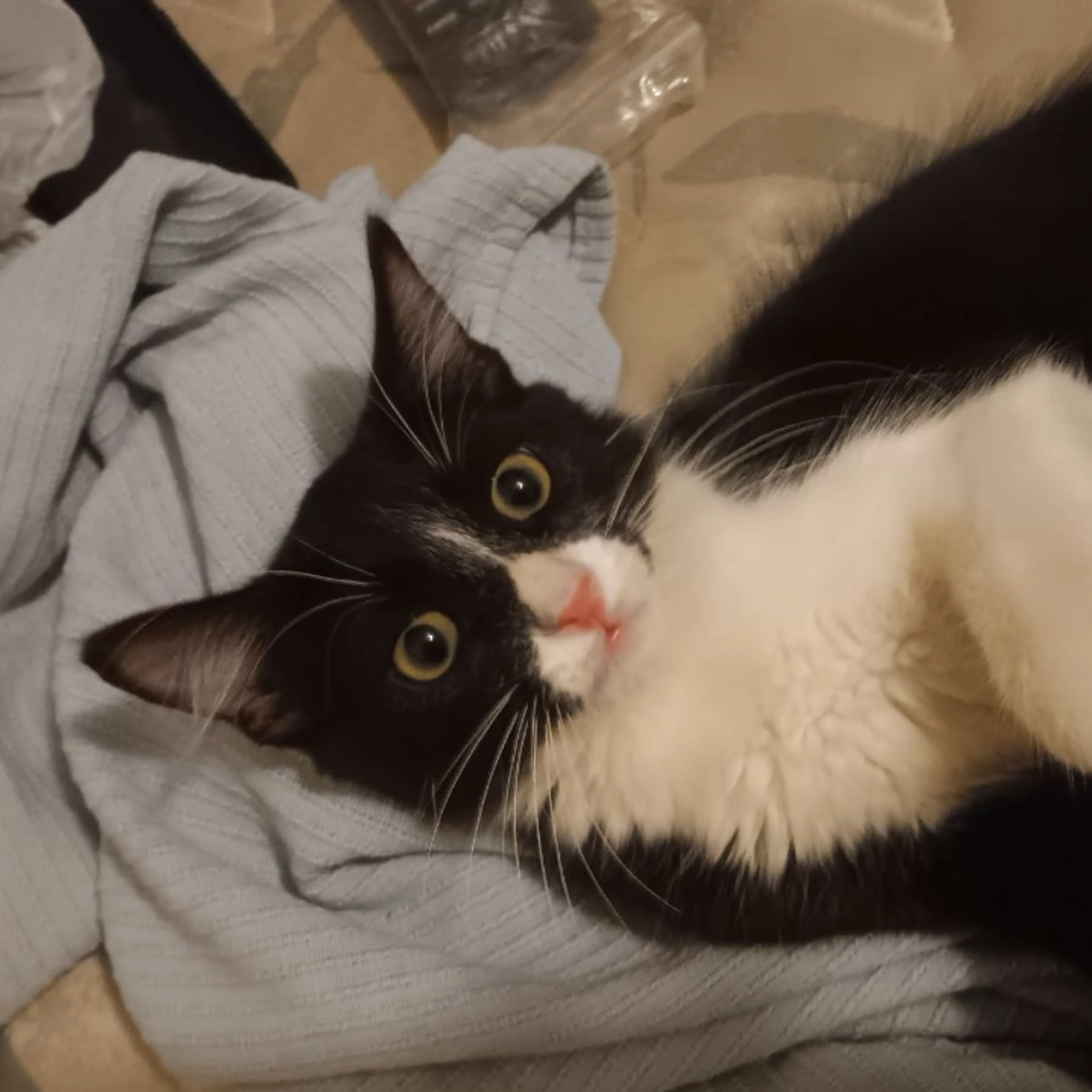 Lost pet