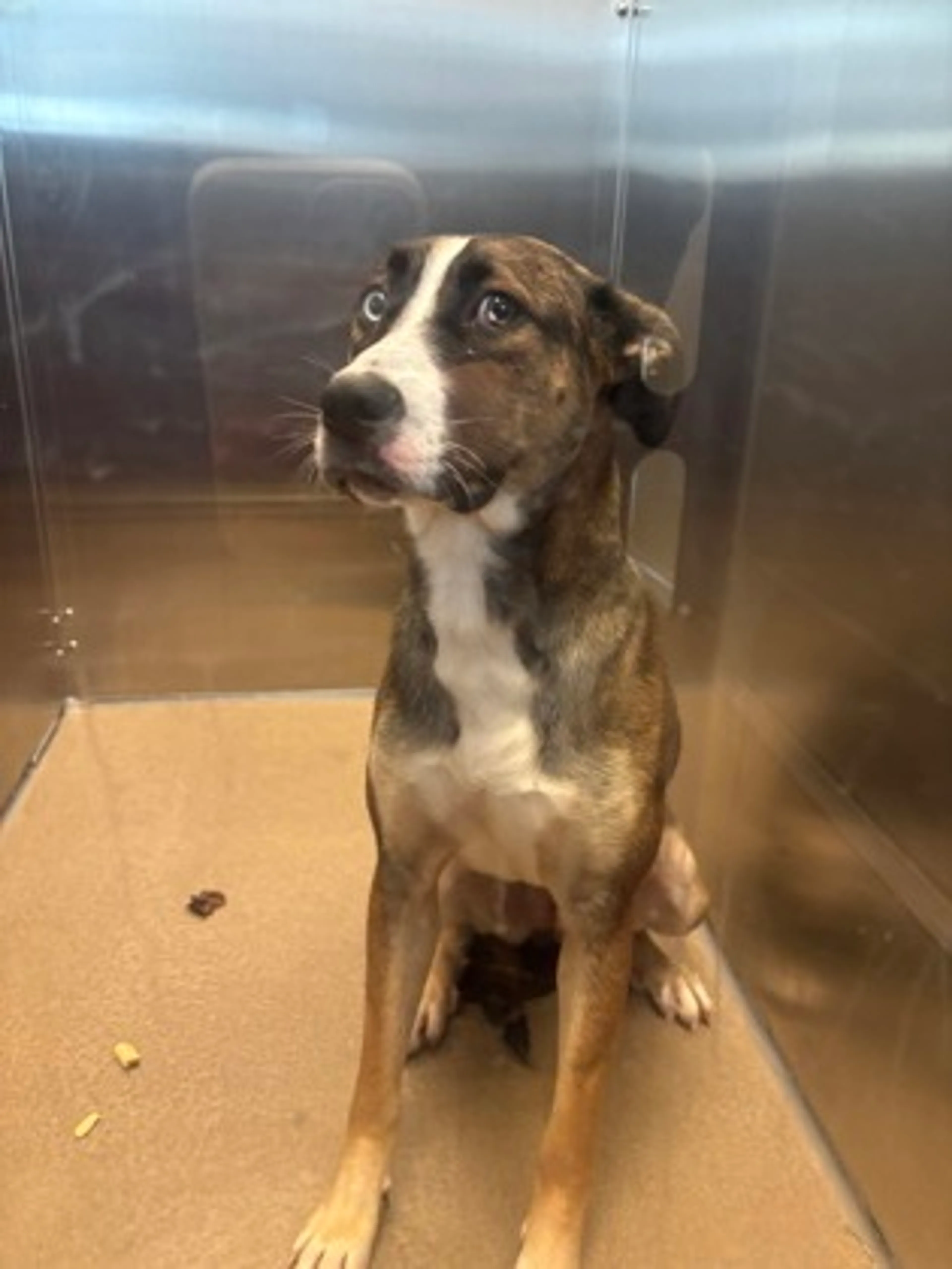 Found pet-1