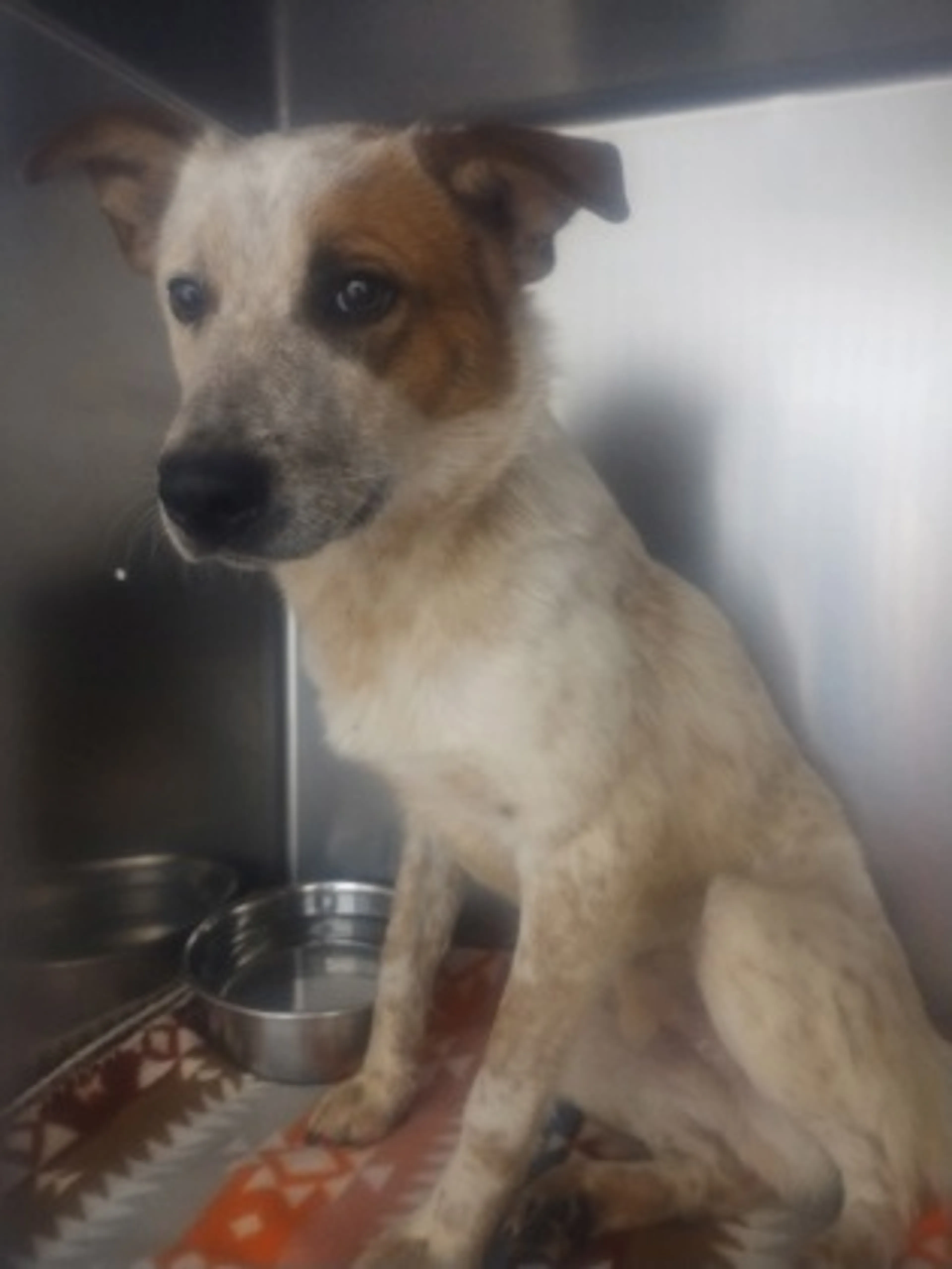Found pet-2