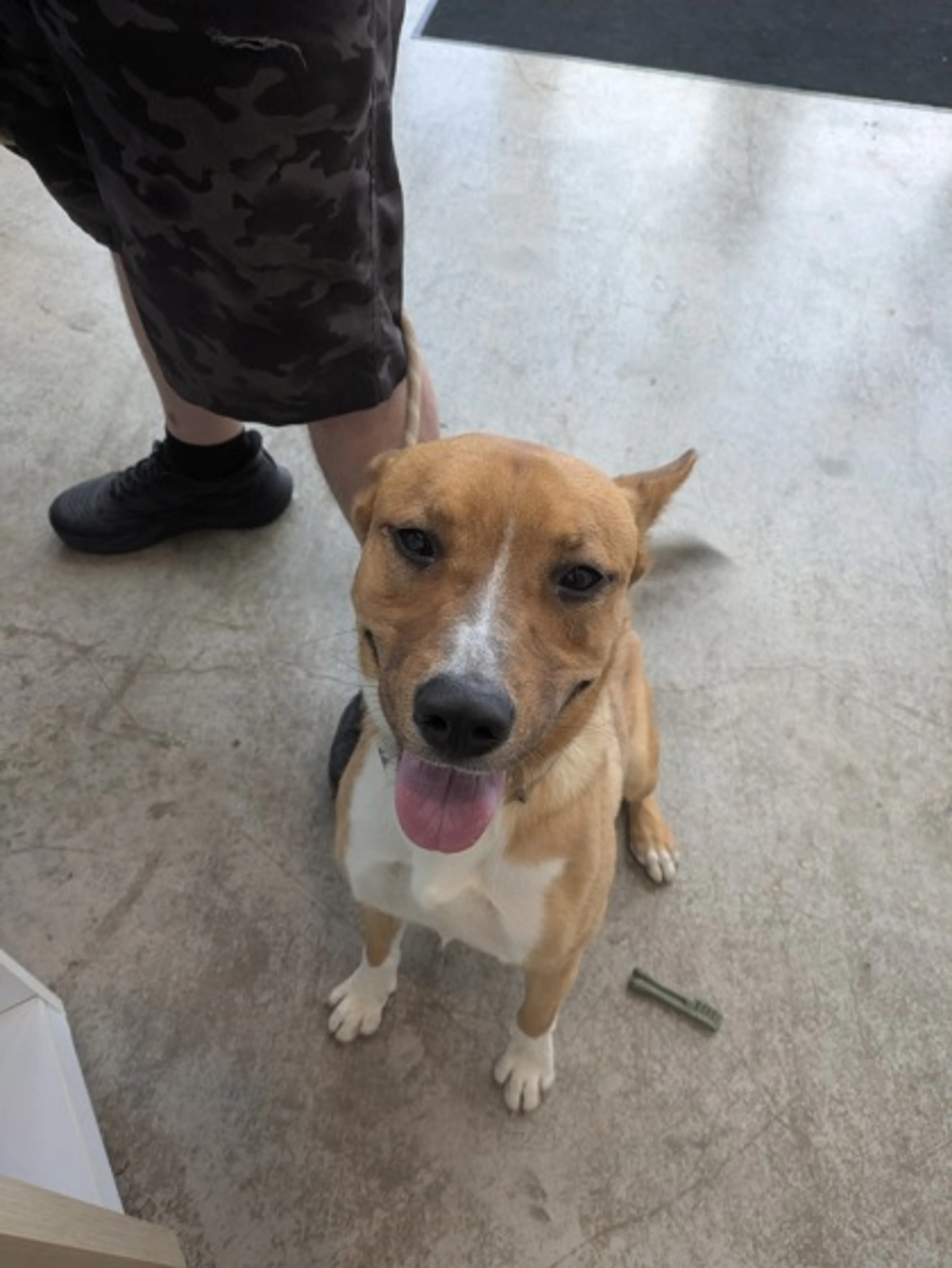 Found pet