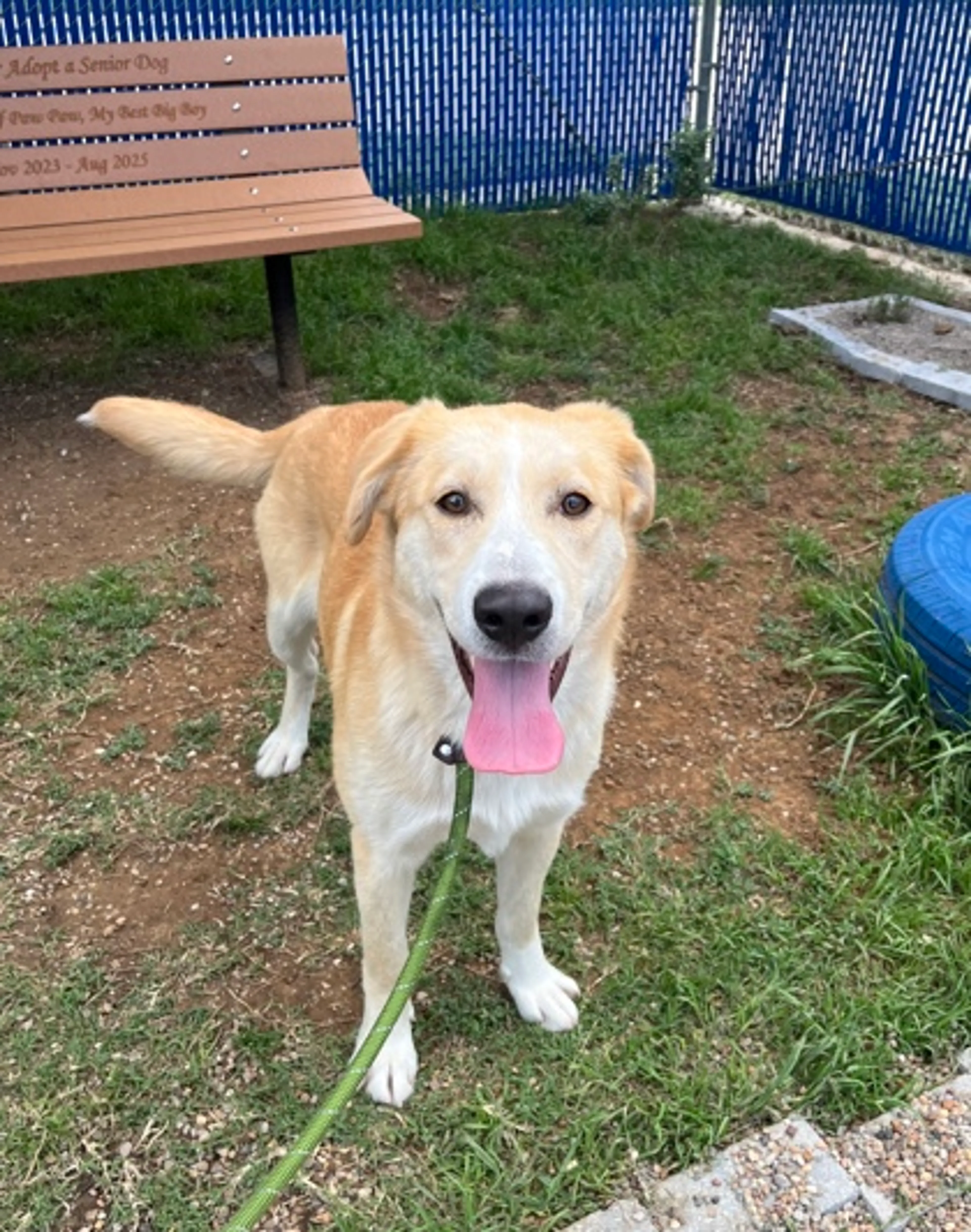 Found pet-1