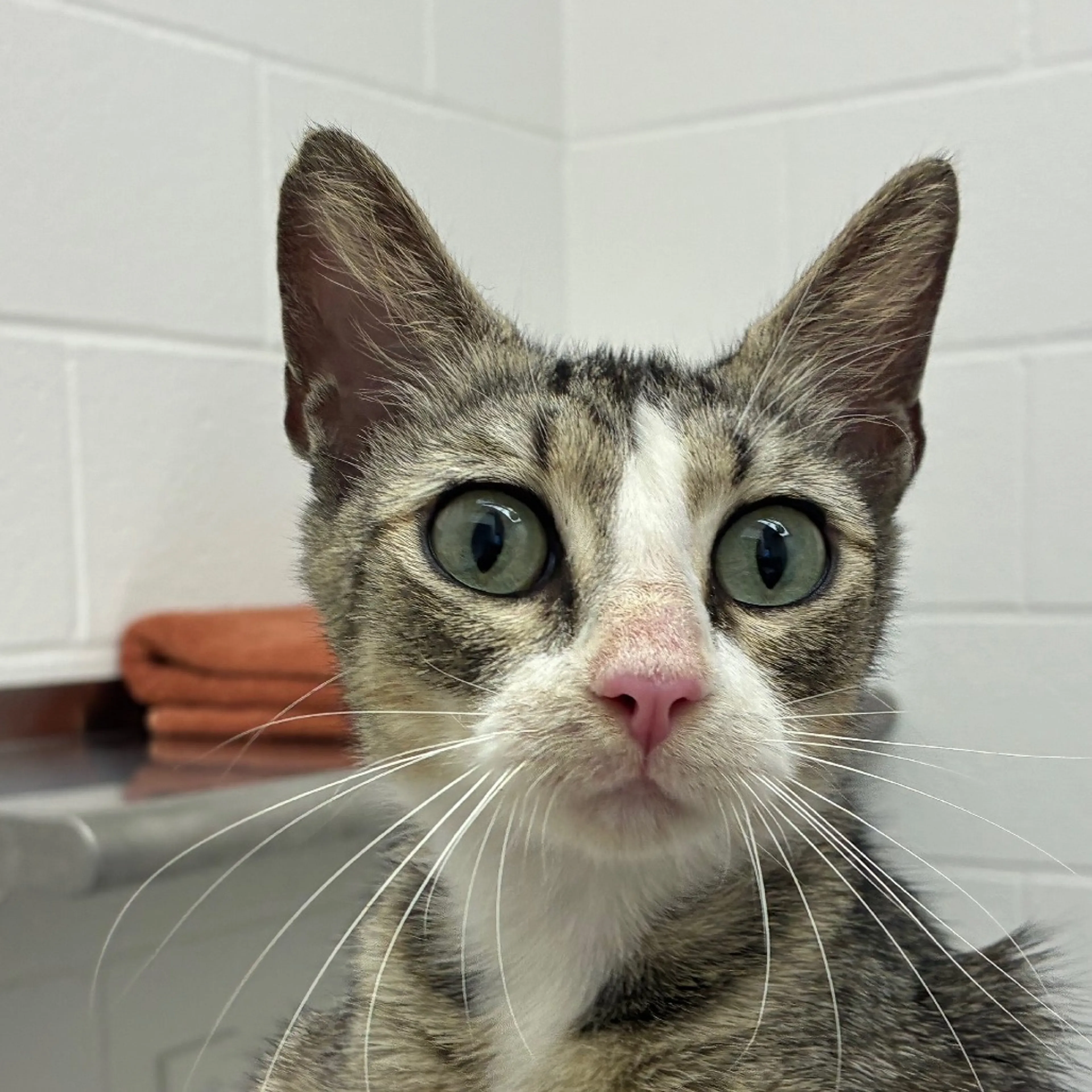 Found pet