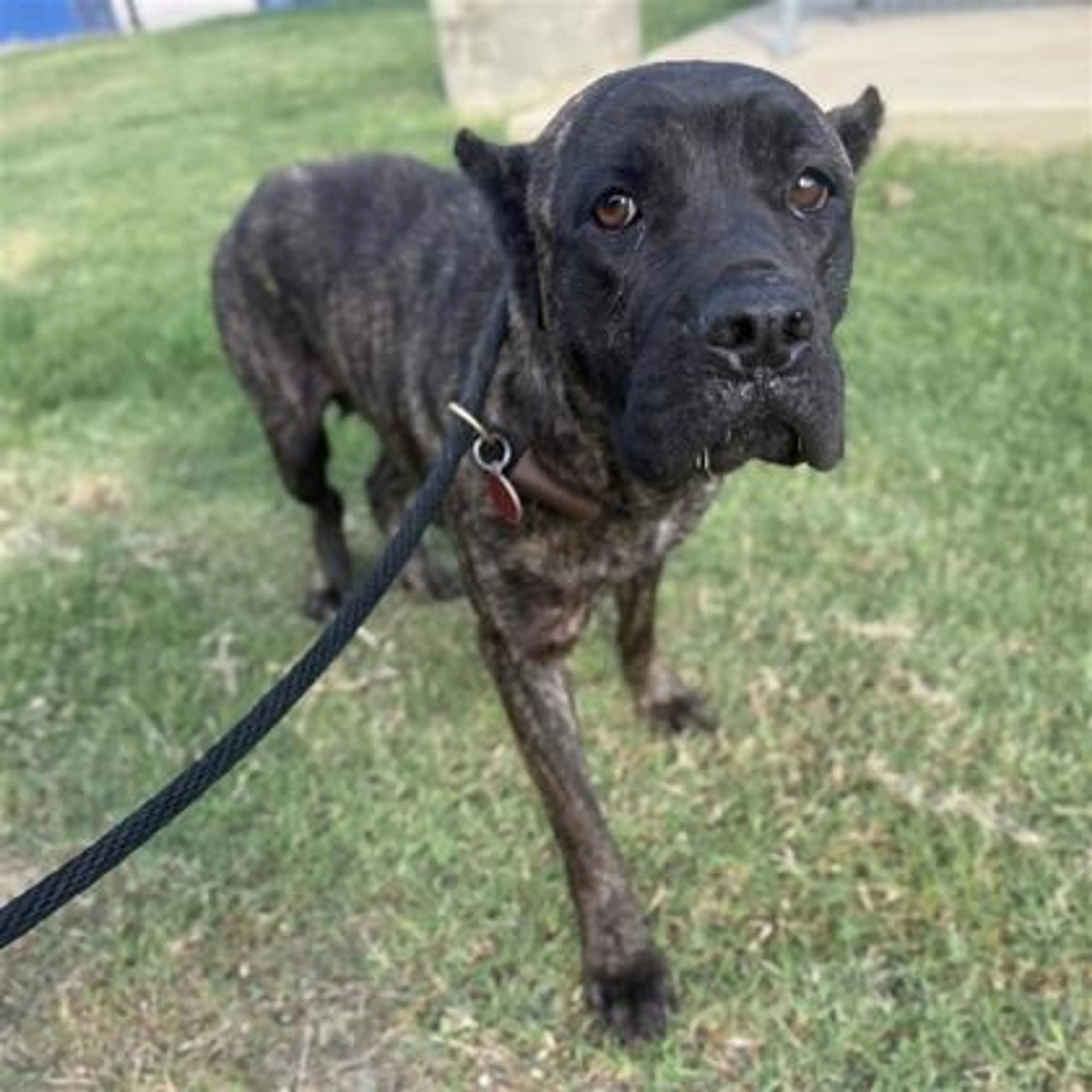 Found pet-1