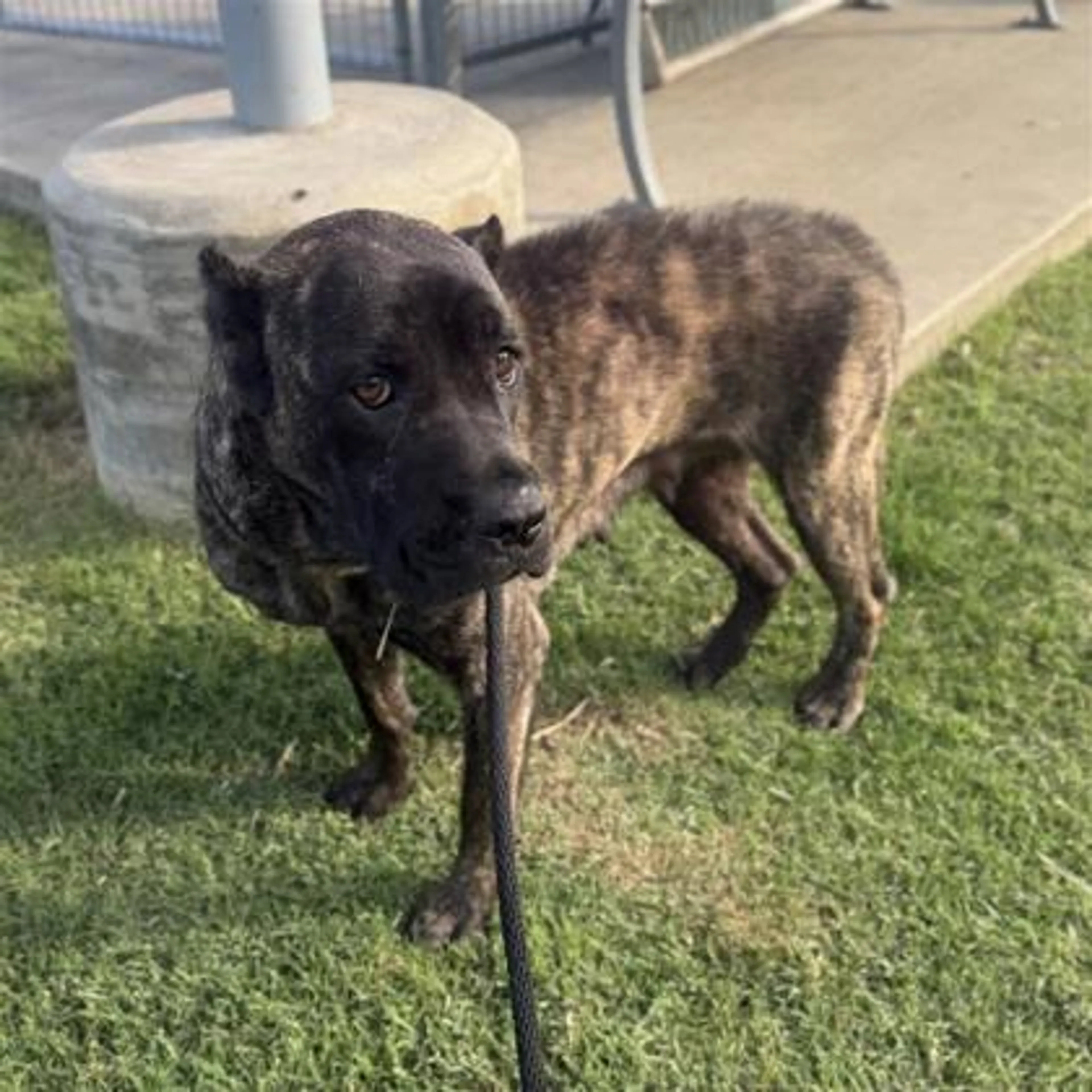 Found pet-2