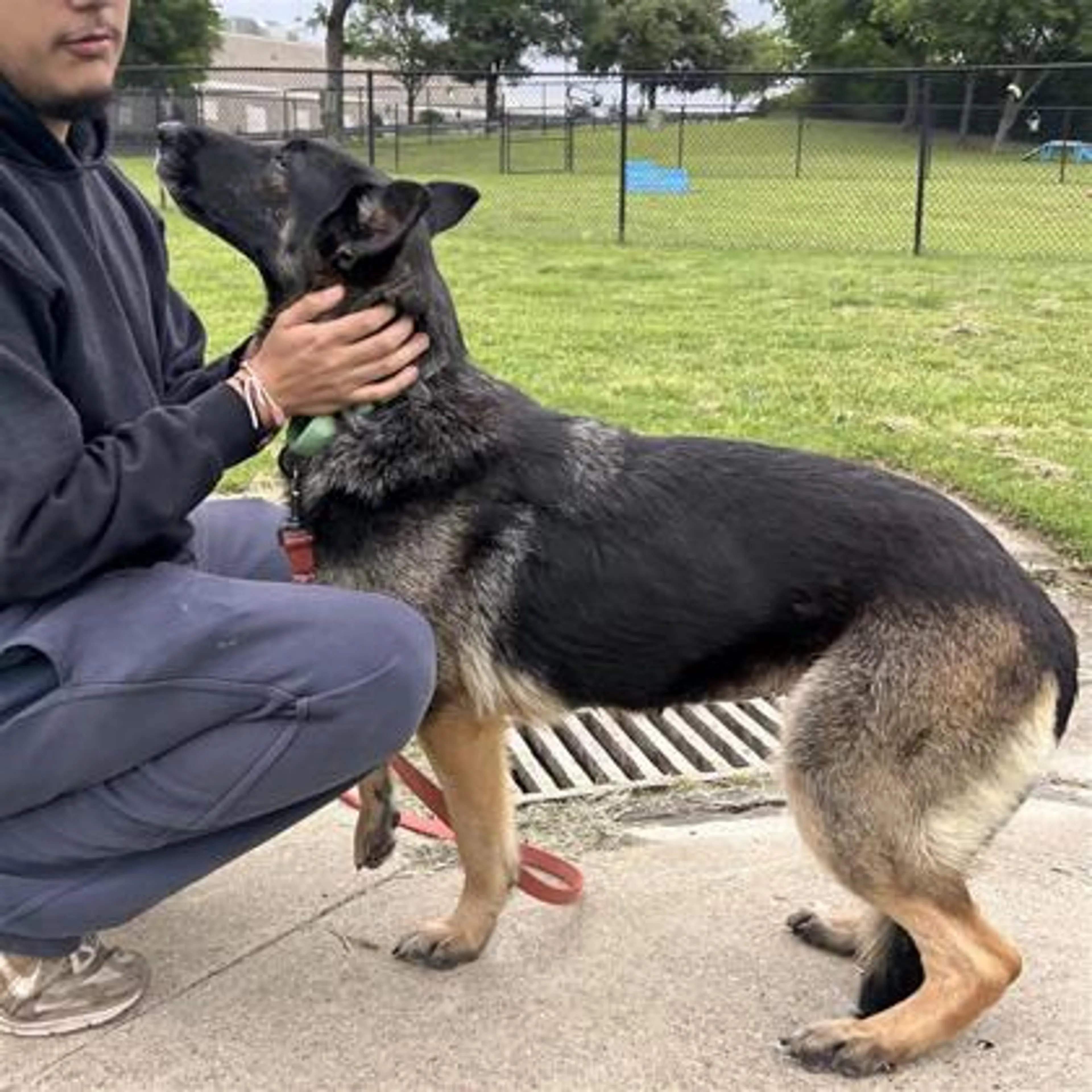 Found pet-1