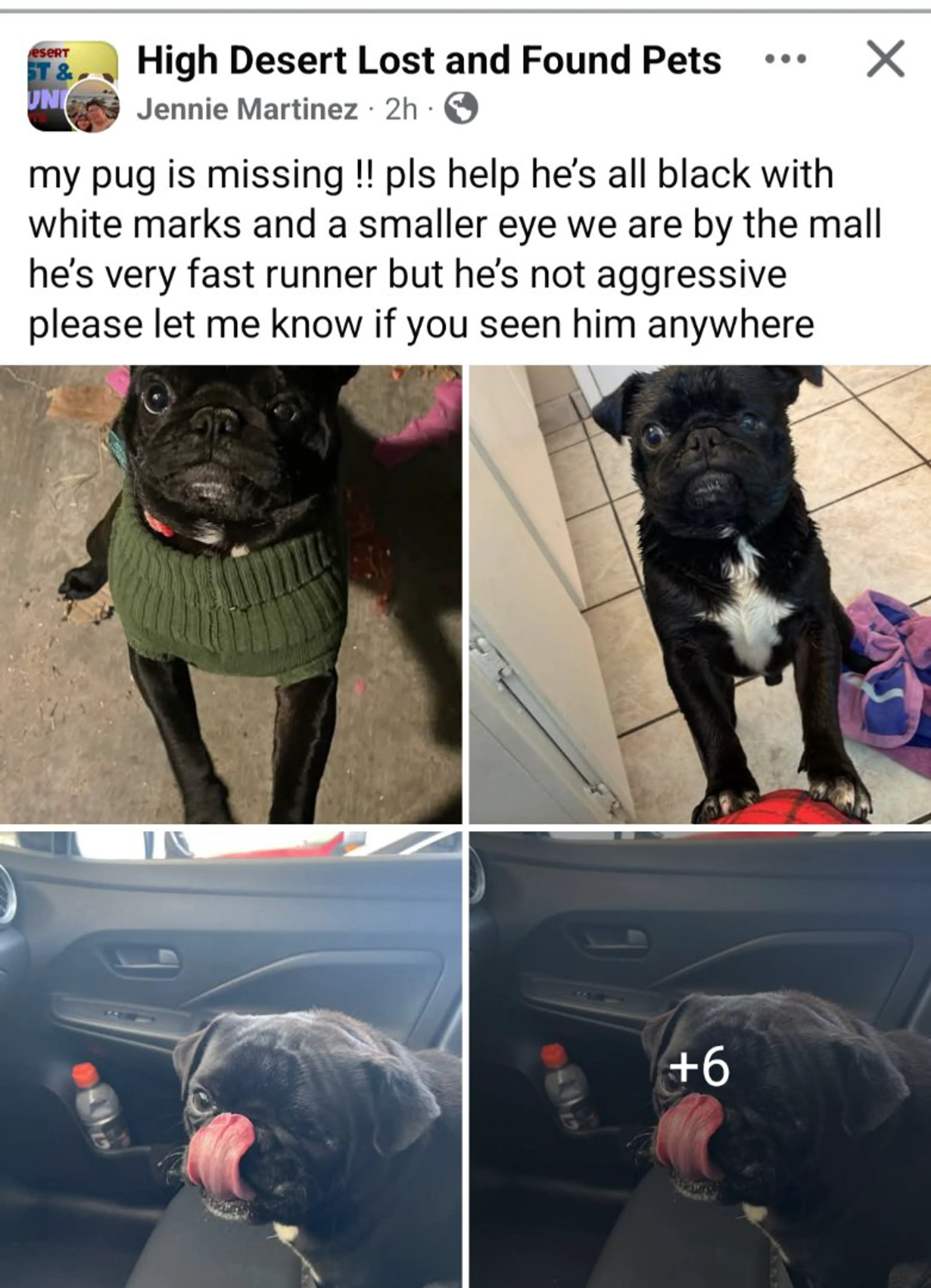 Lost pet