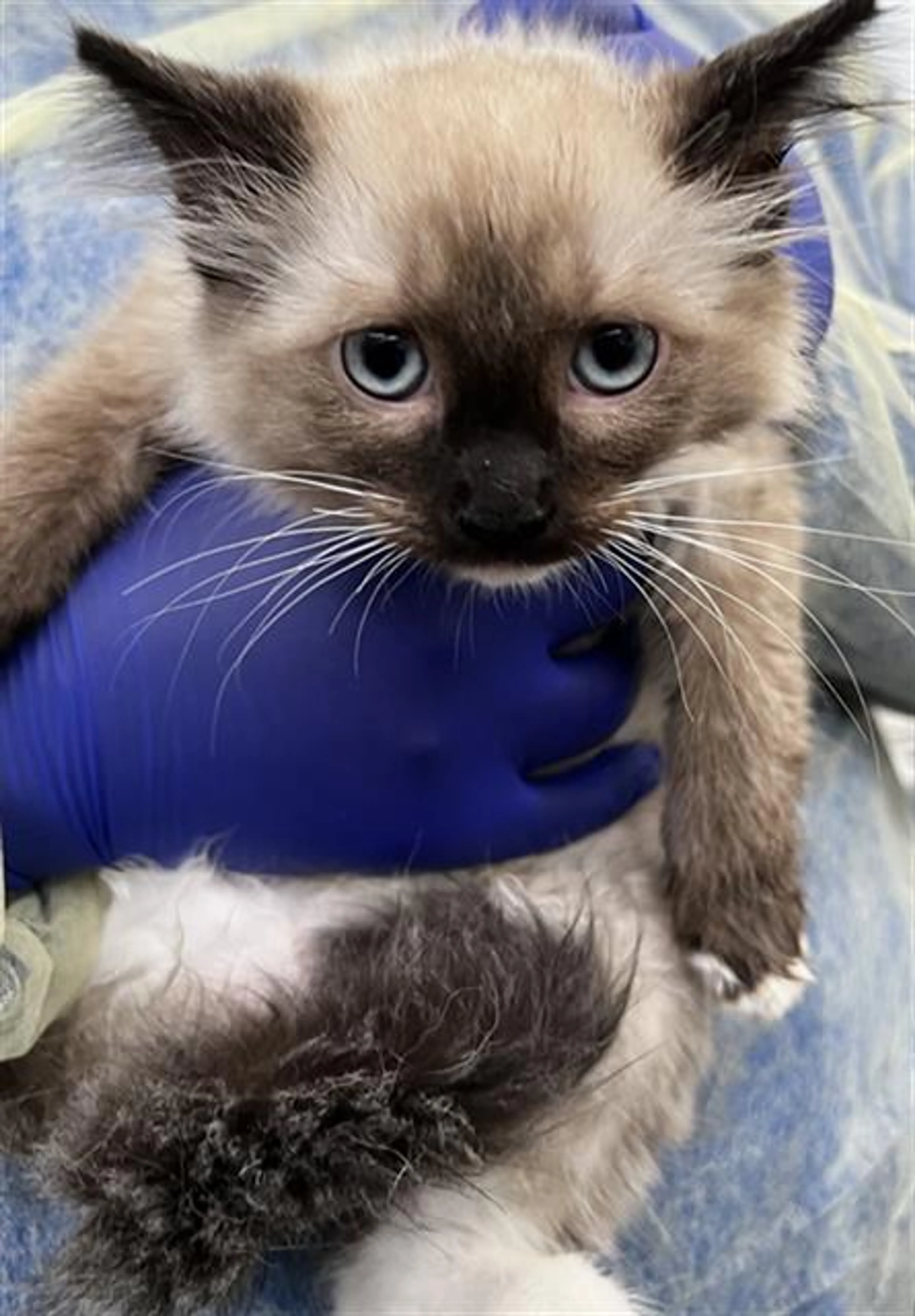 Found pet