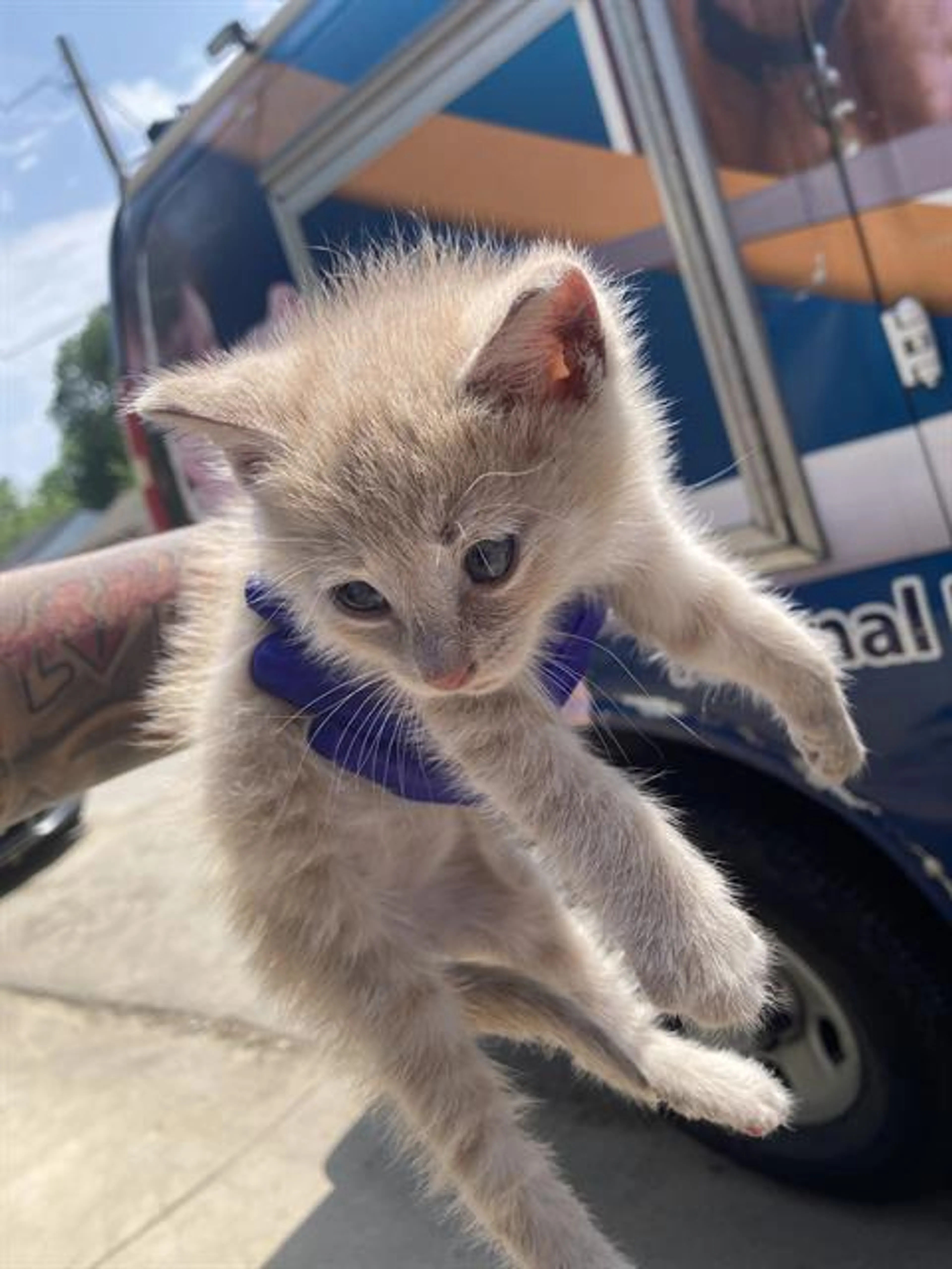 Found pet