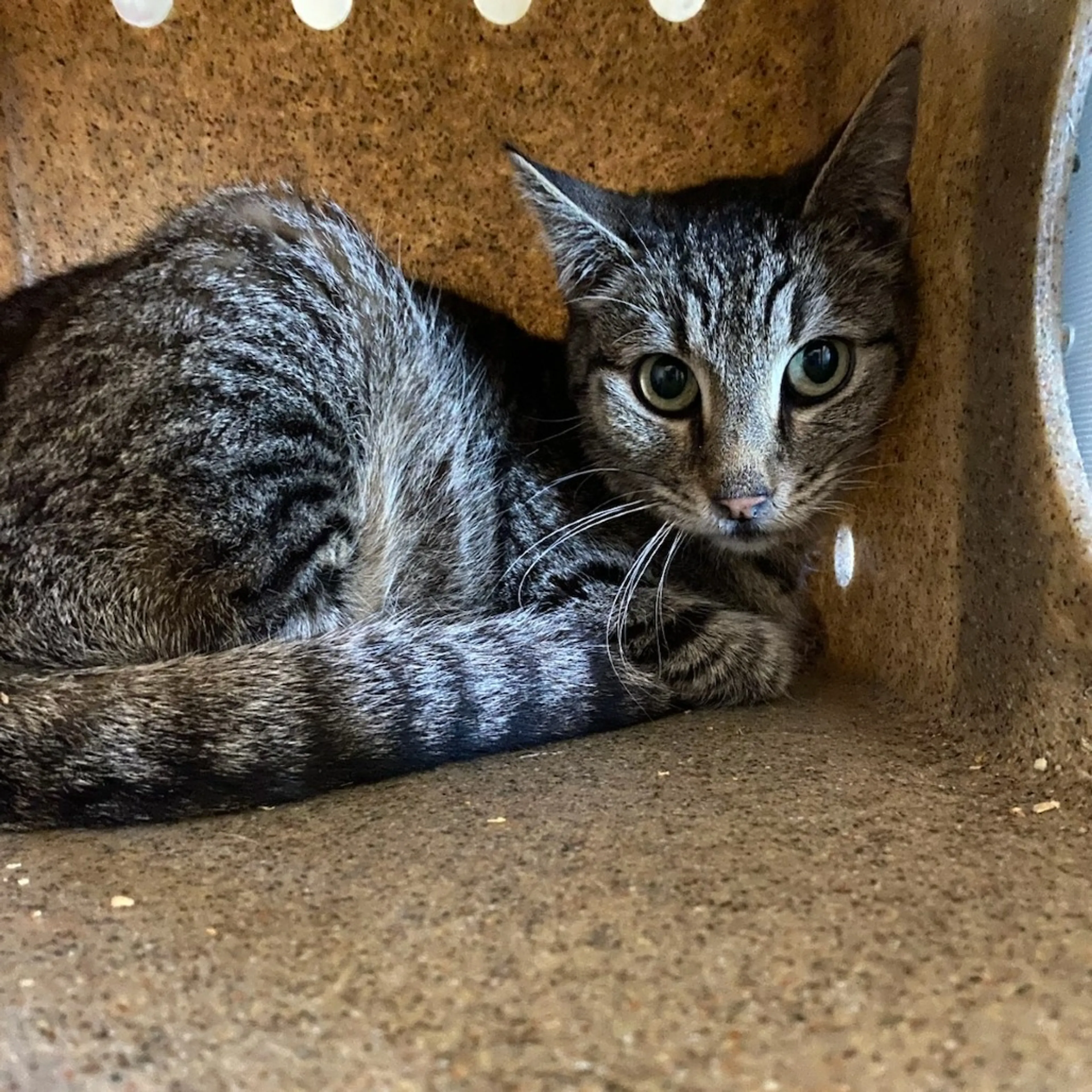 Found pet