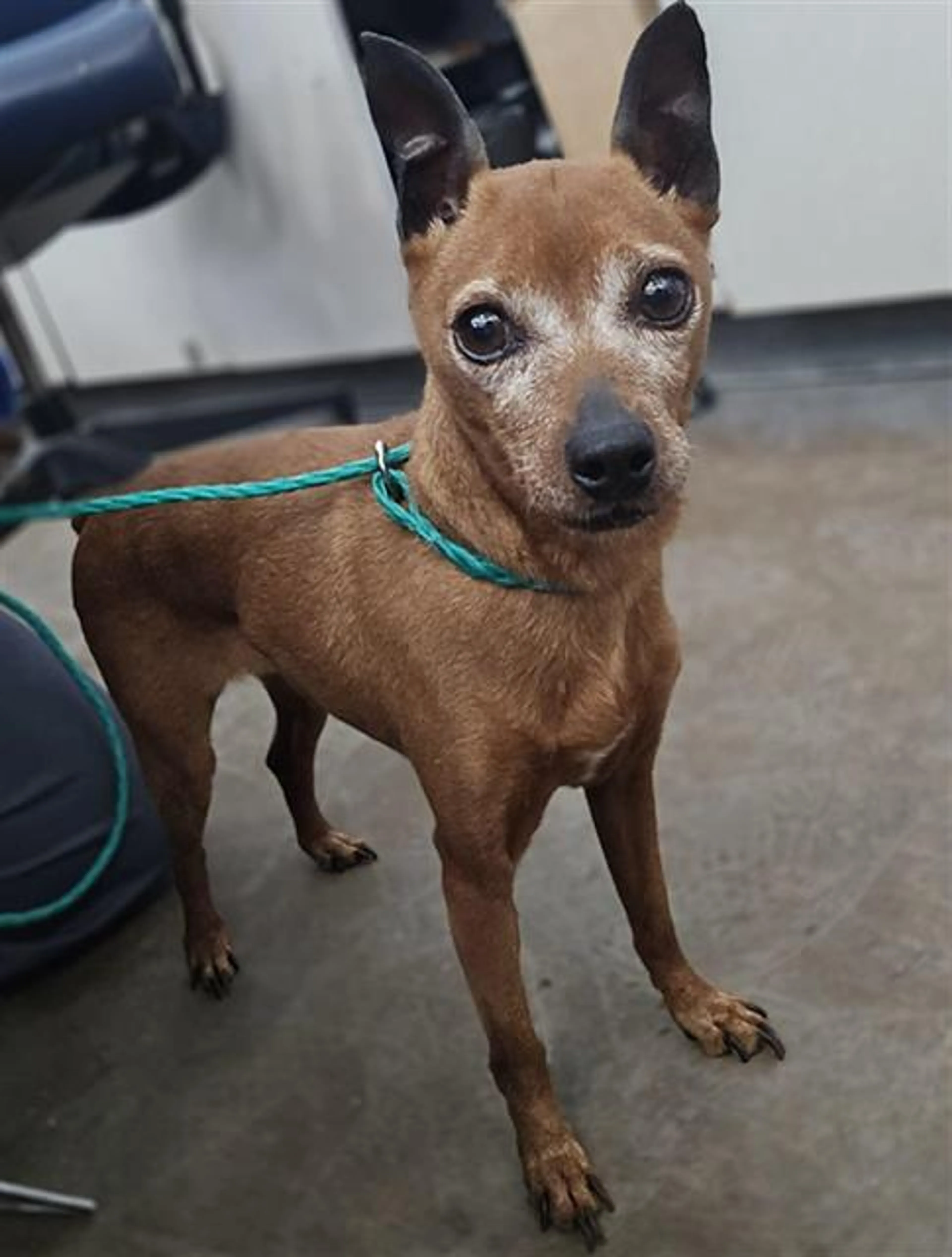 Found pet