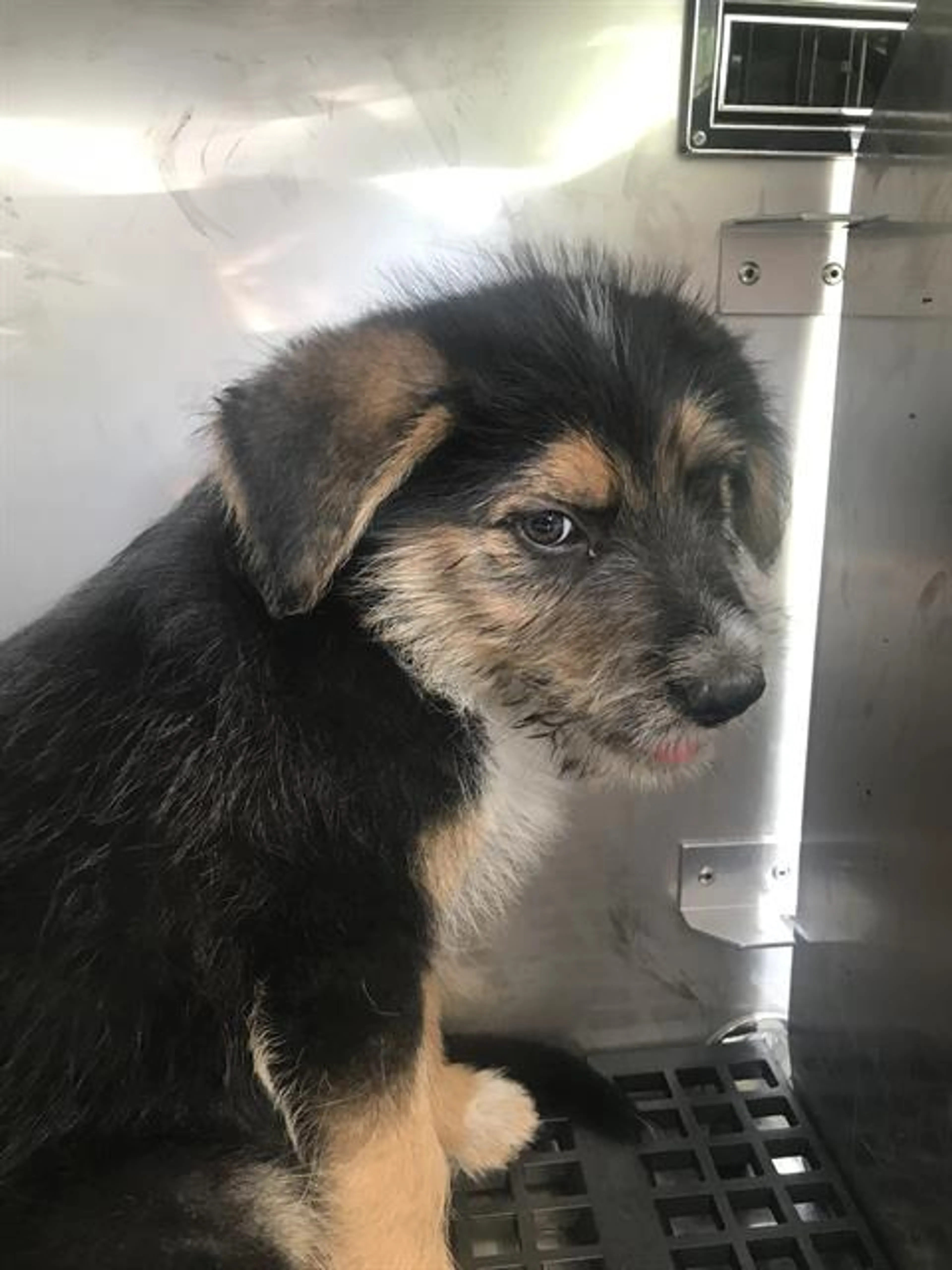 Found pet