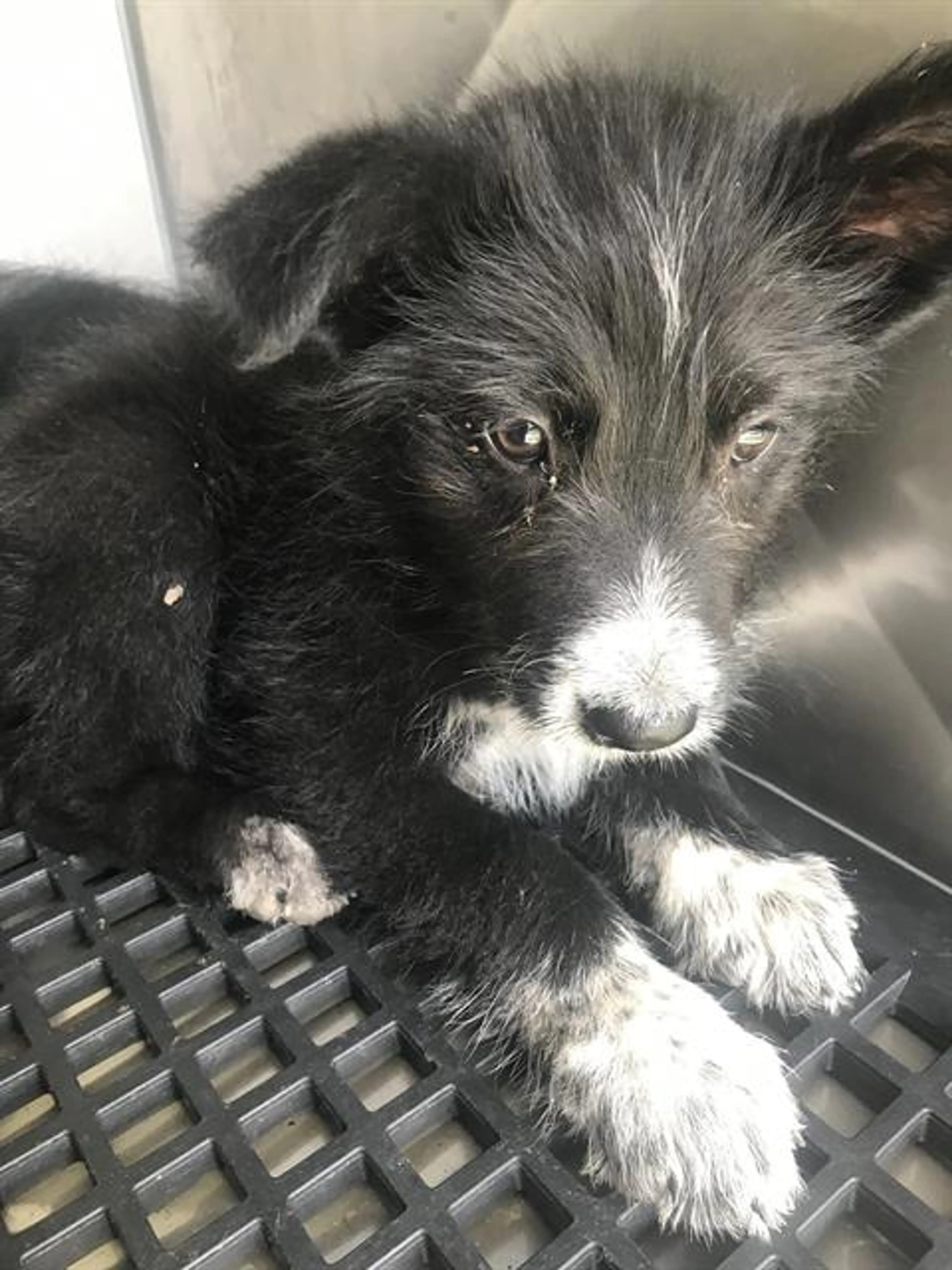 Found pet