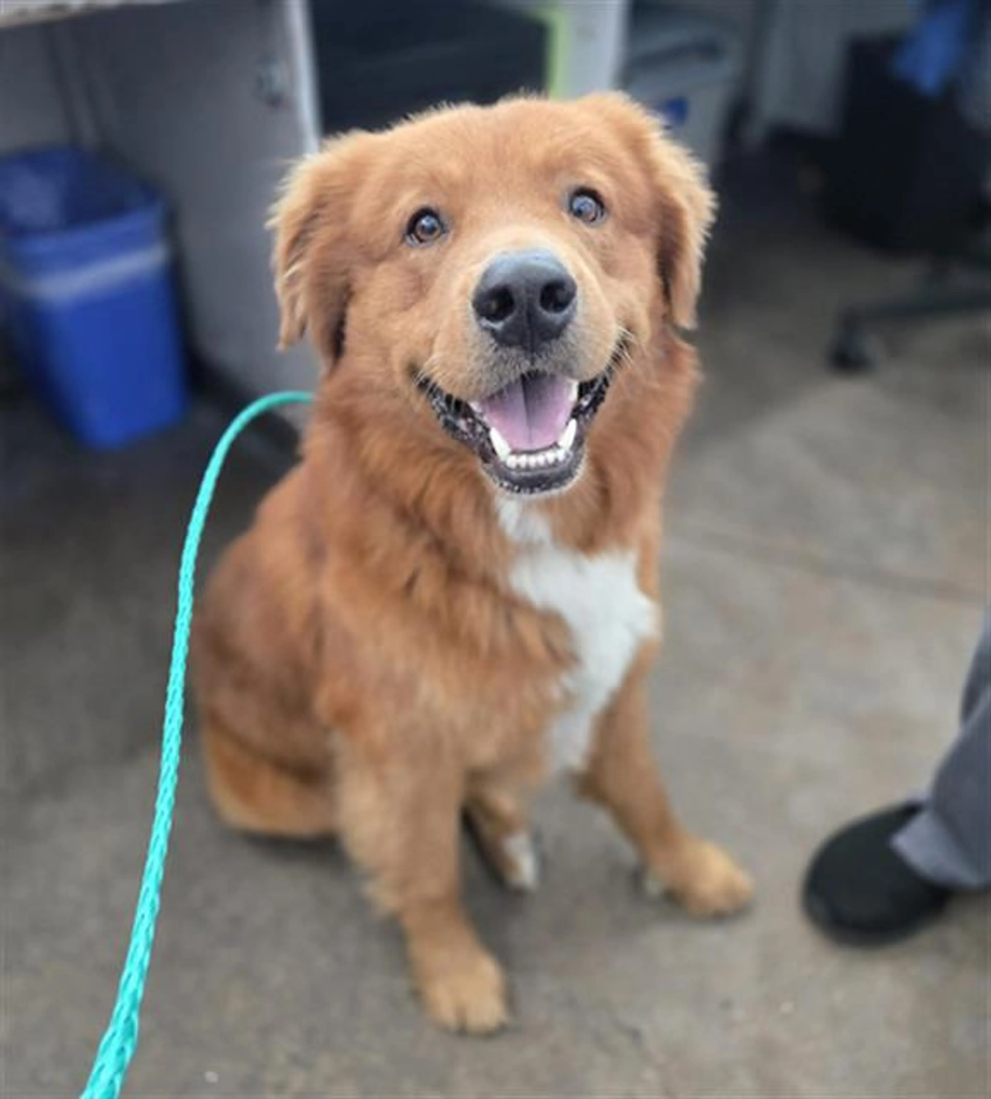 Found pet