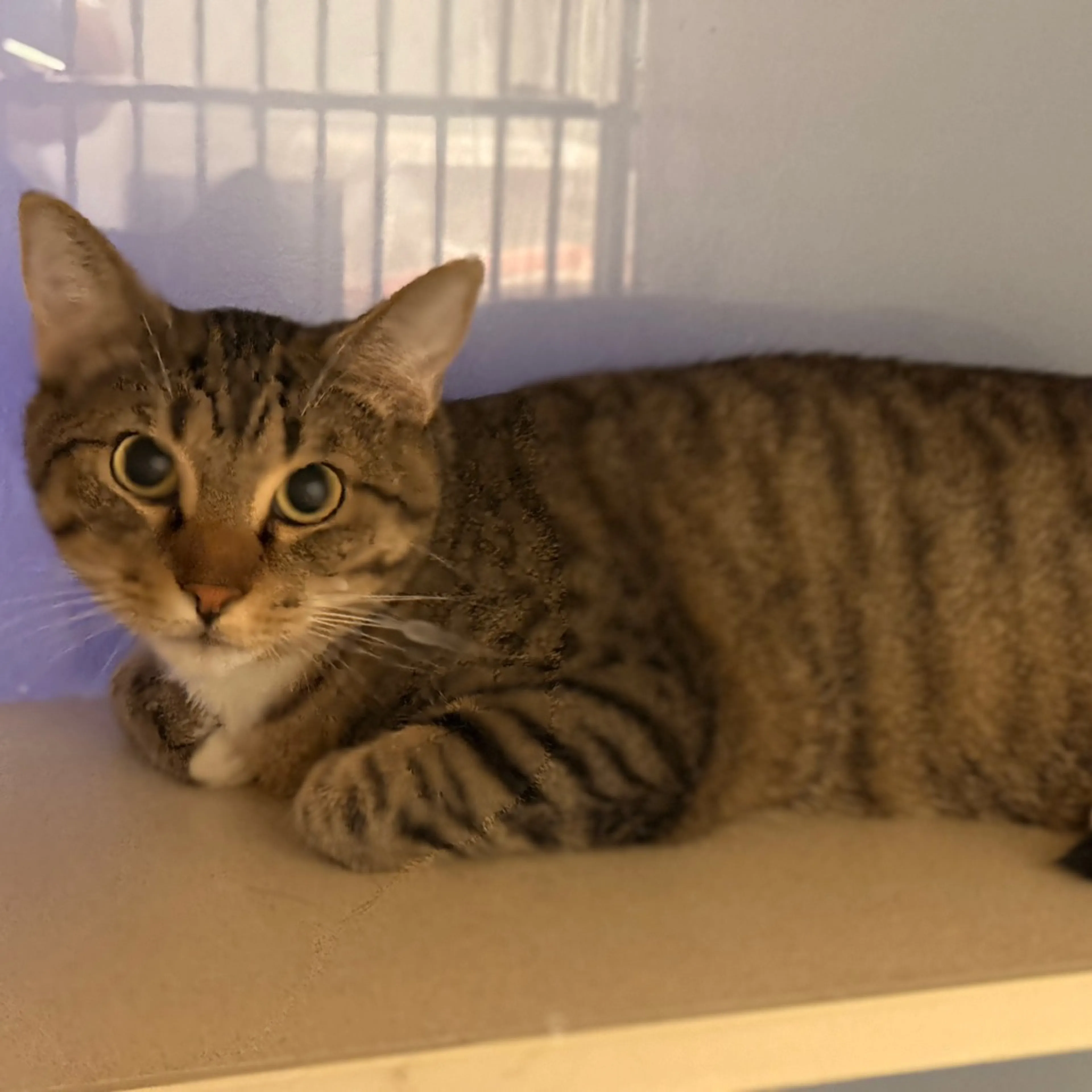 Found pet-3