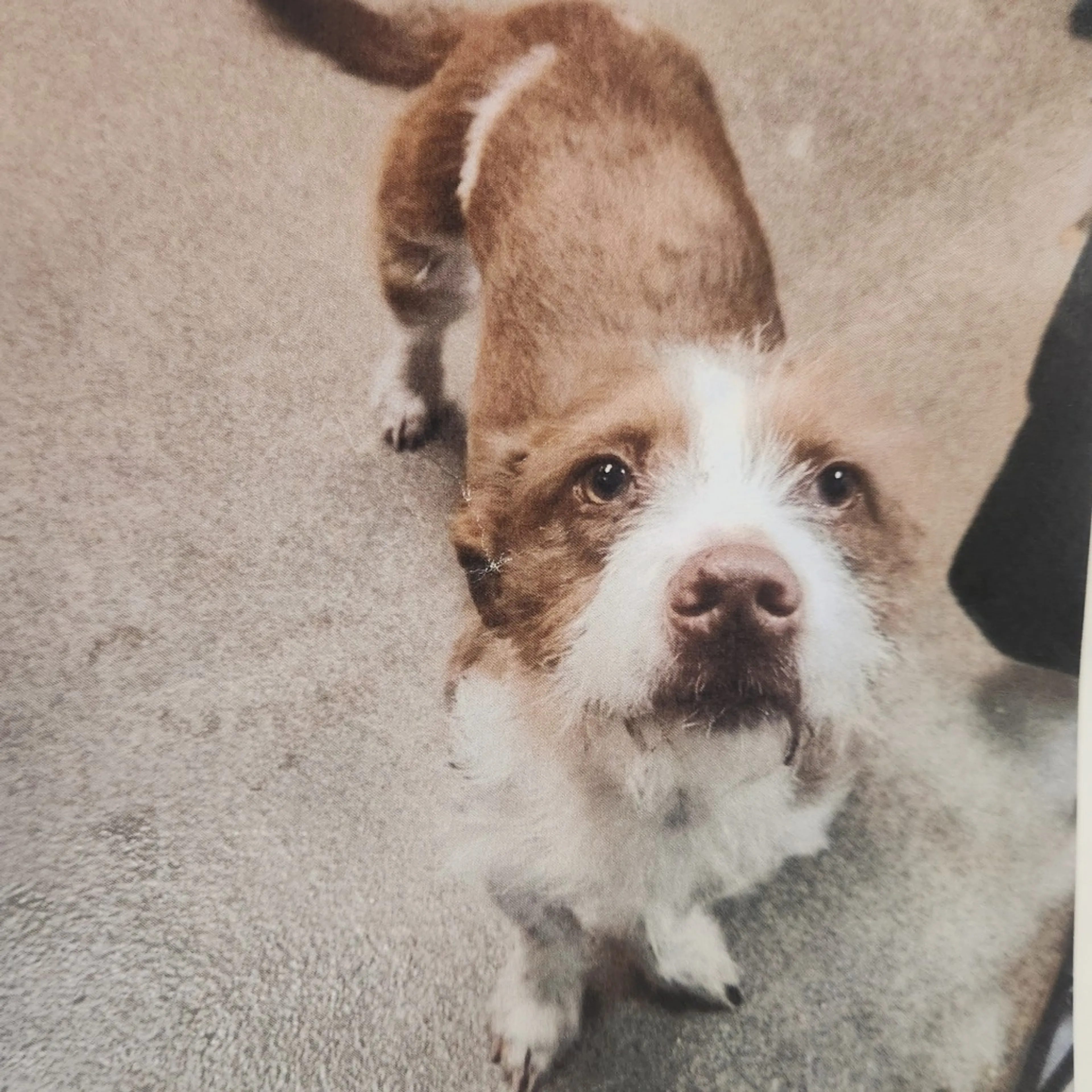 Found pet-1