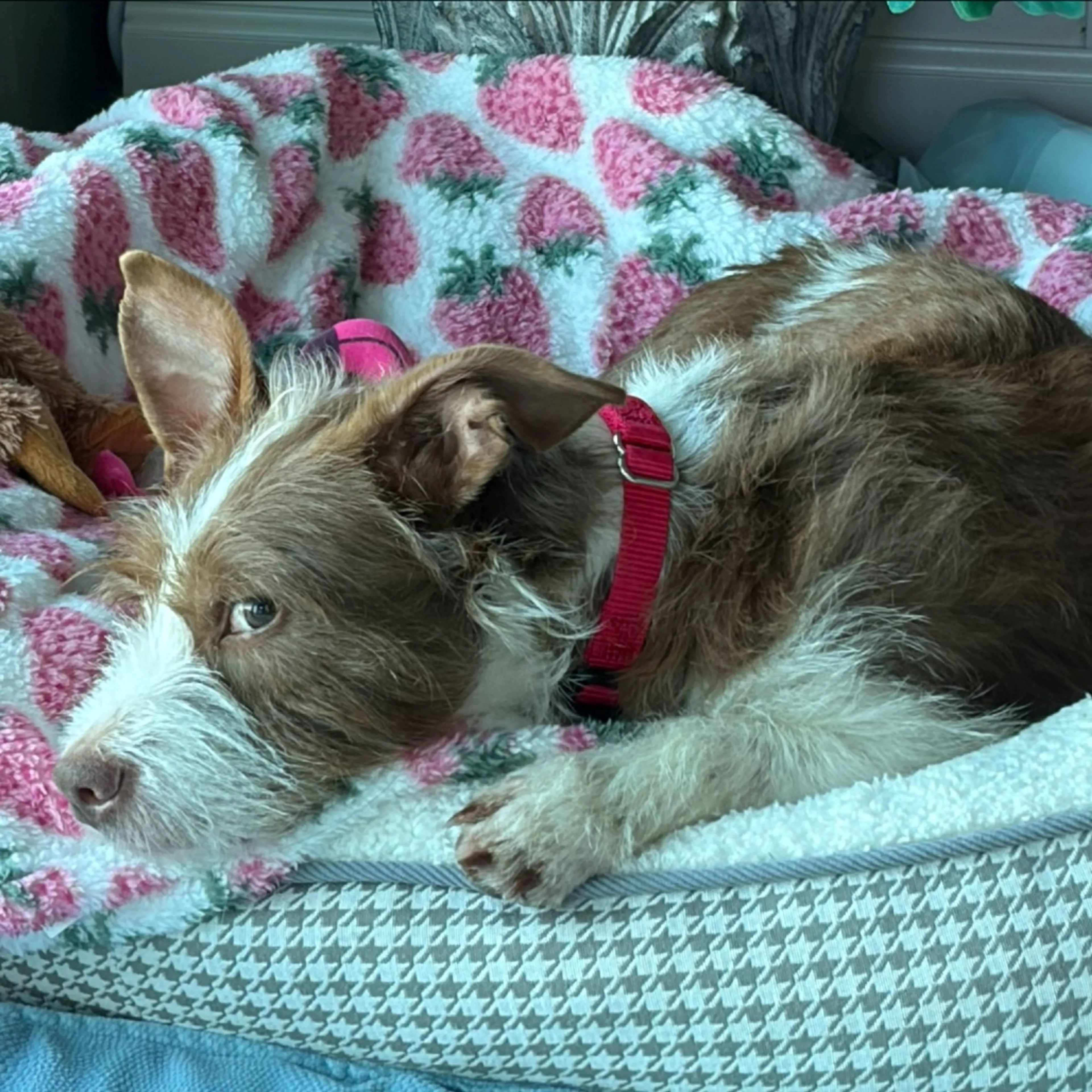 Found pet-2