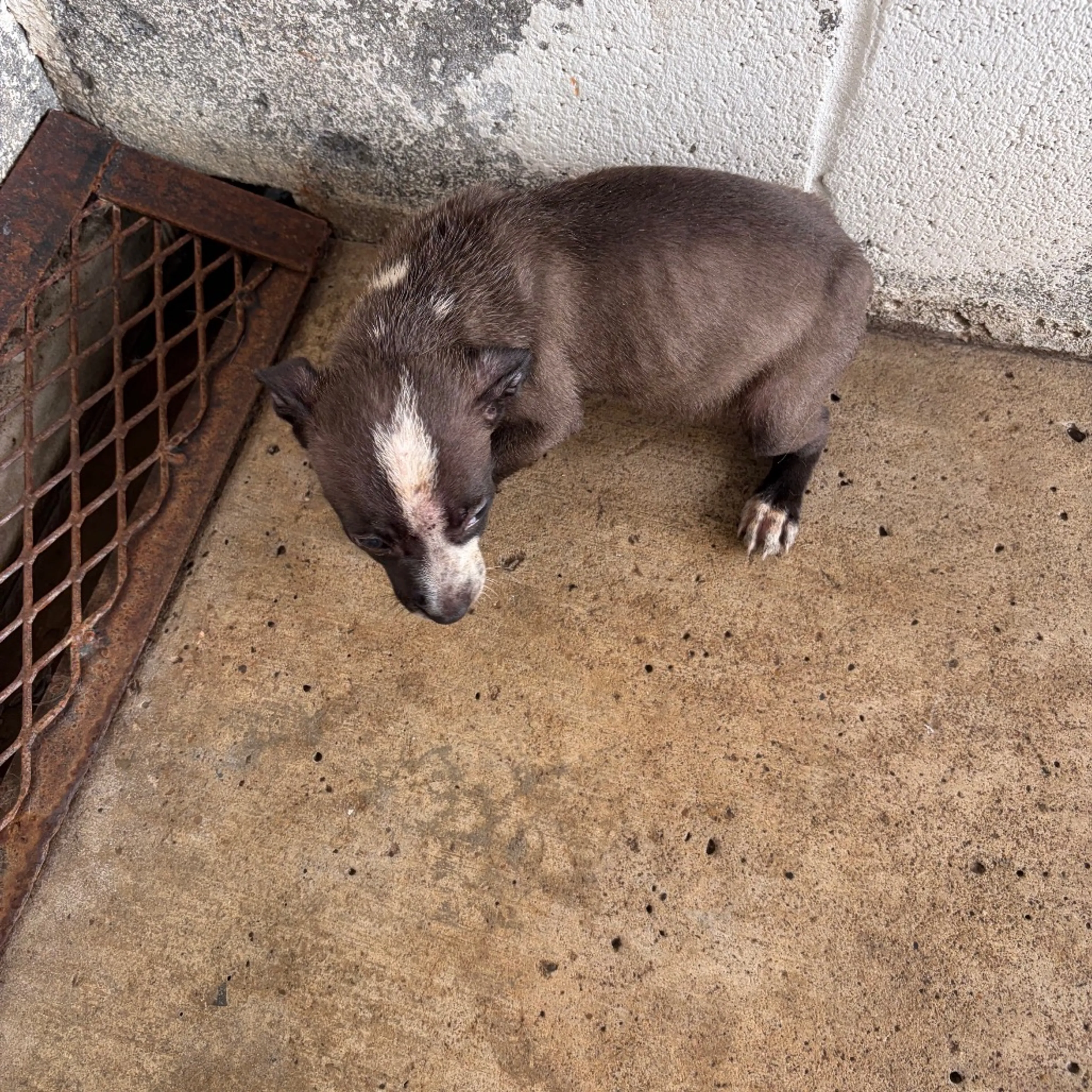 Found pet-1
