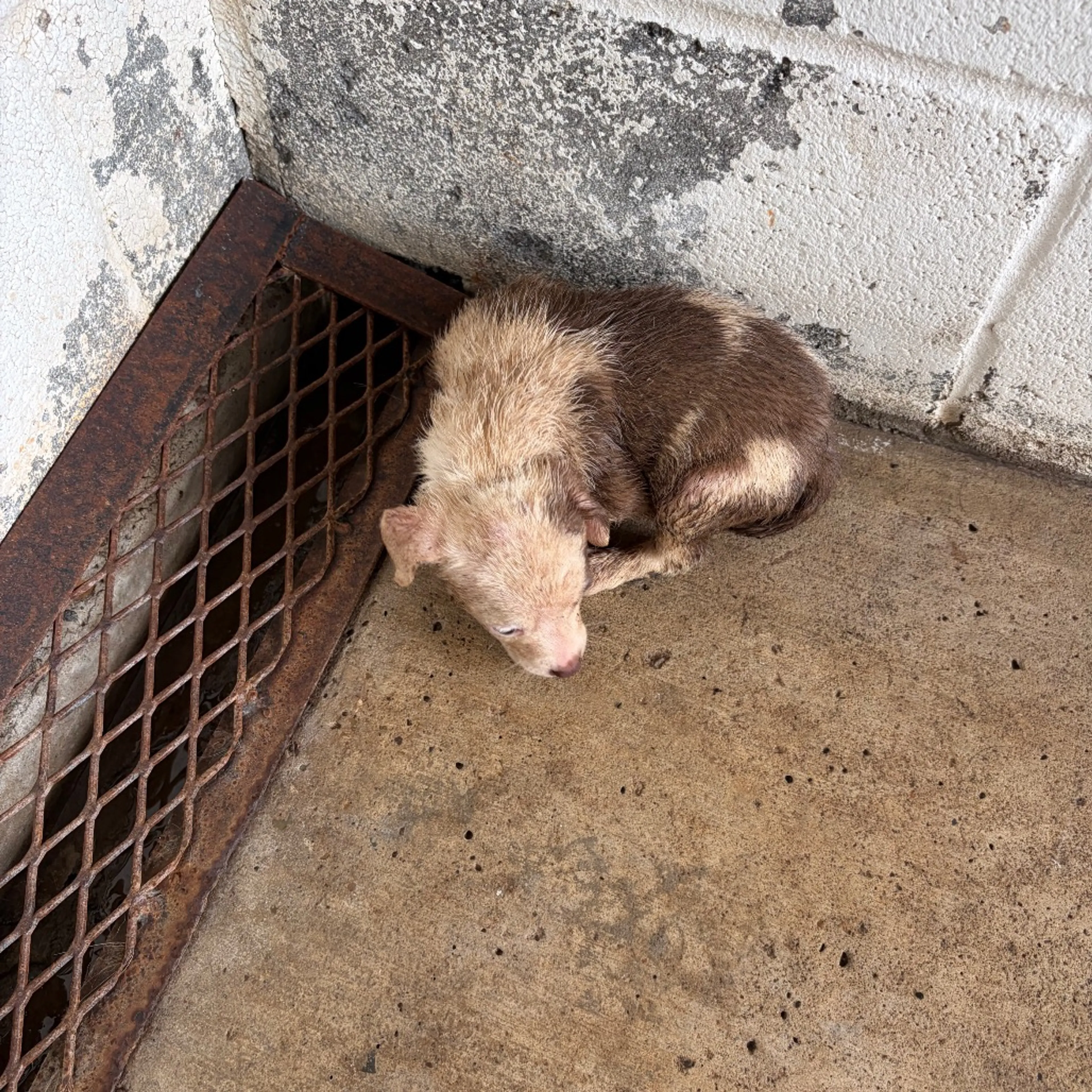 Found pet-2