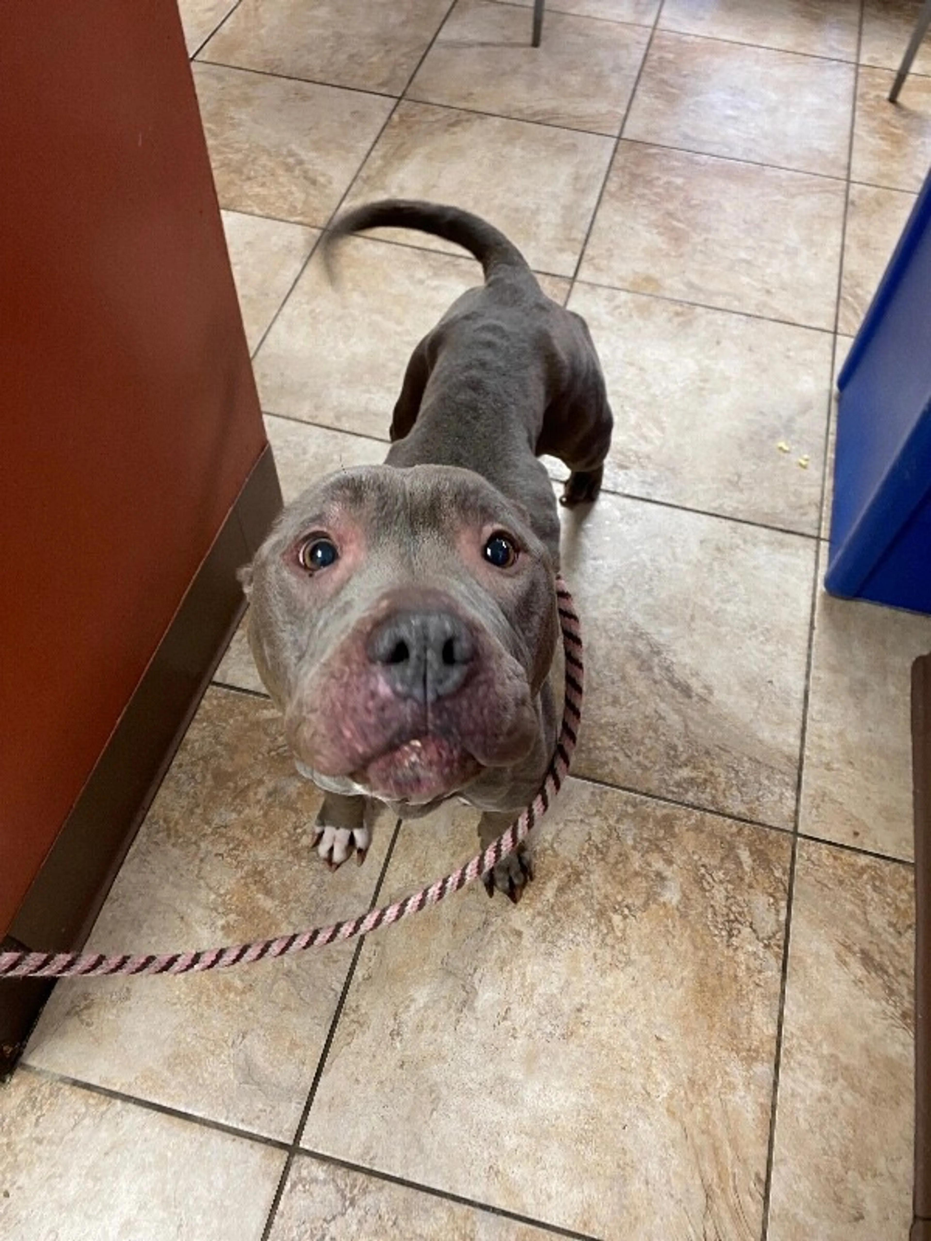 Found pet-2