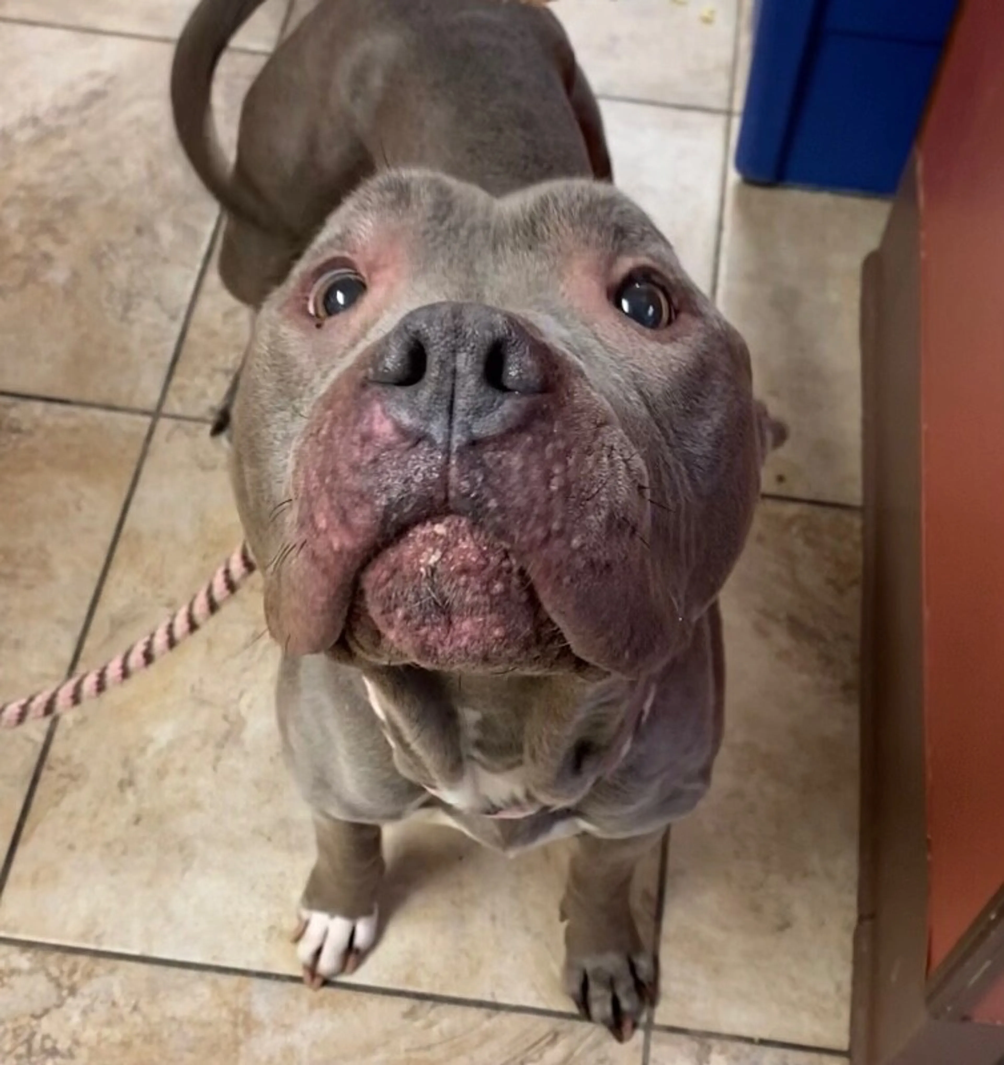 Found pet-1