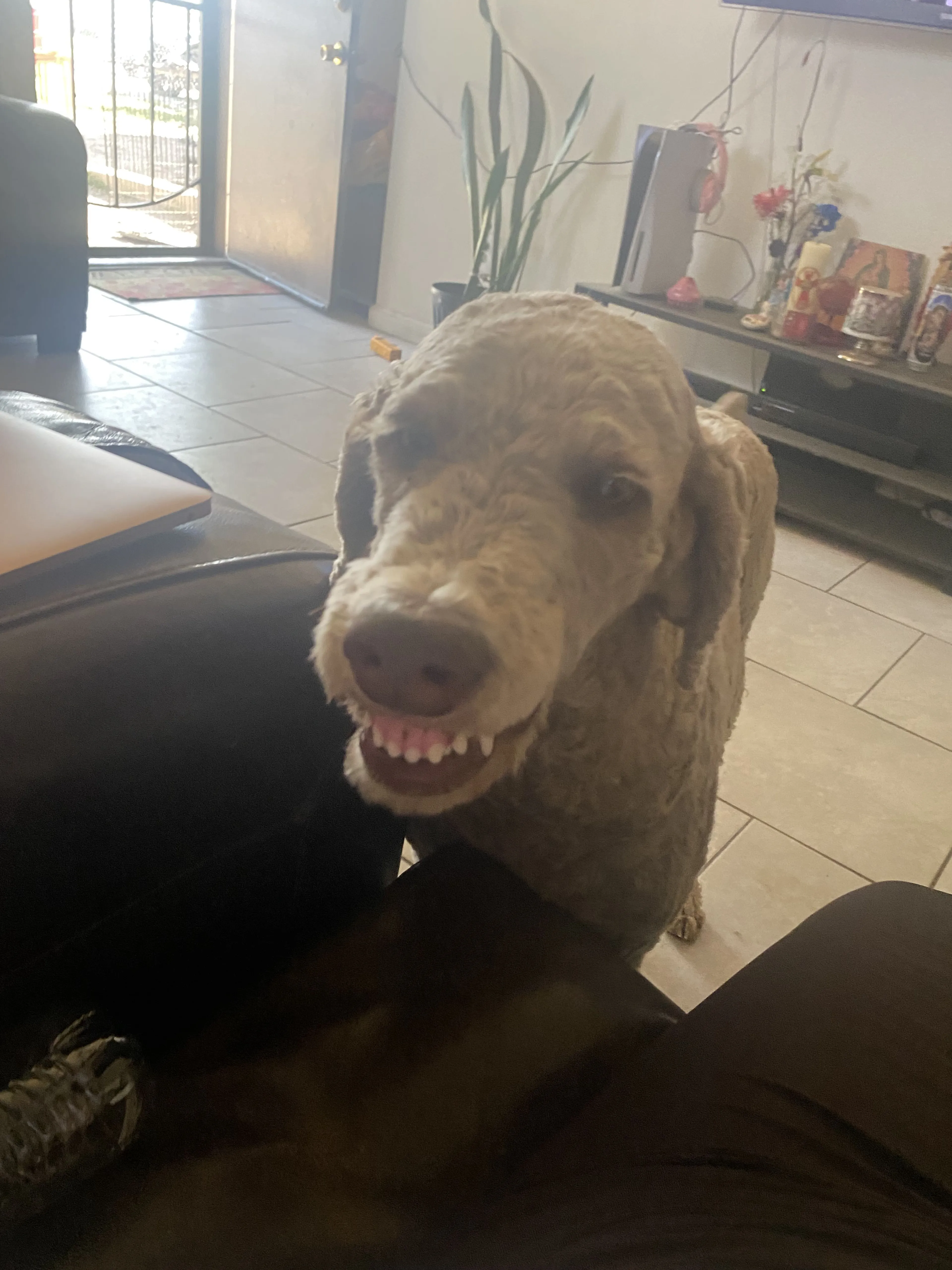 Lost pet-2
