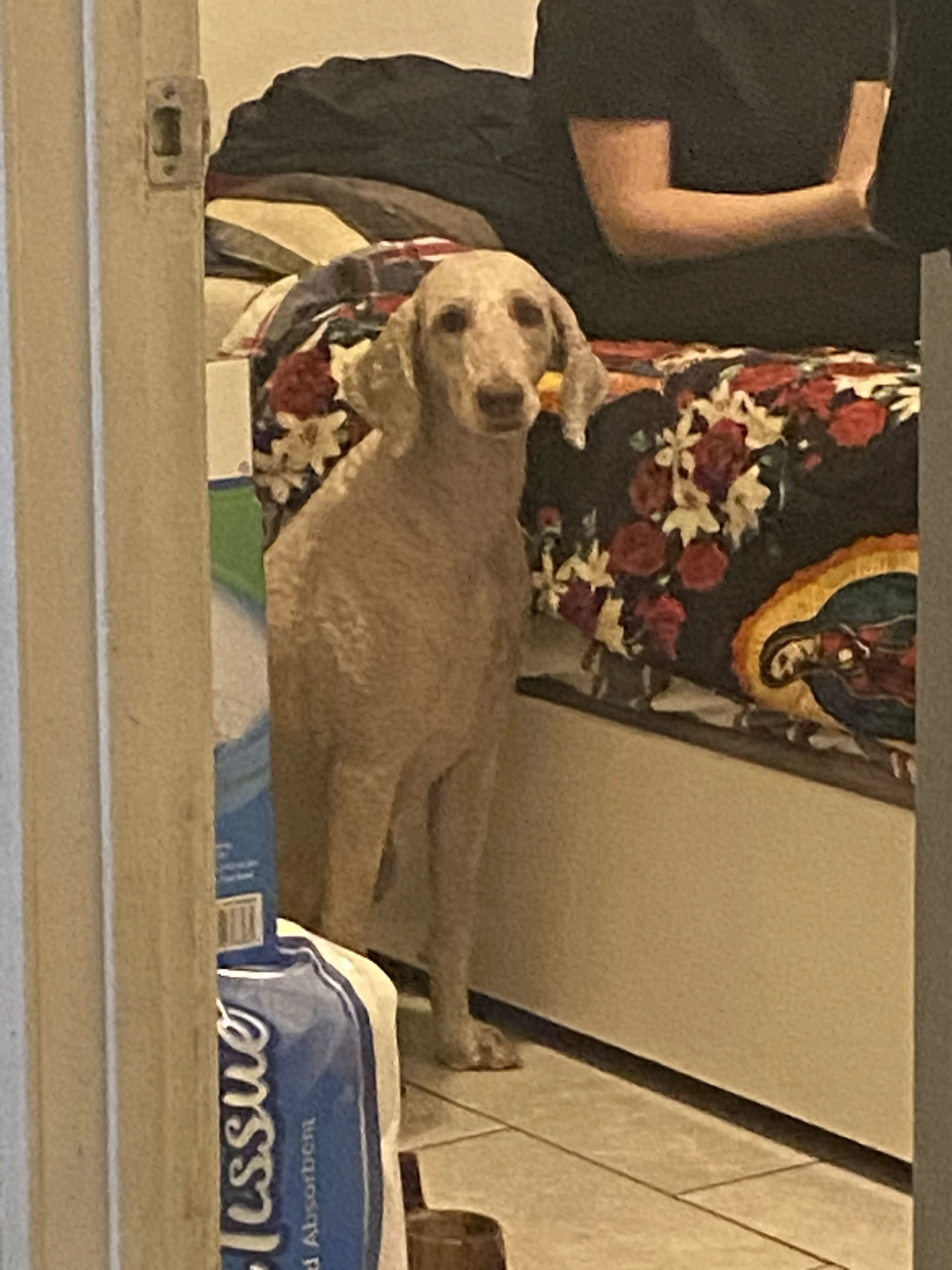 Lost pet-4