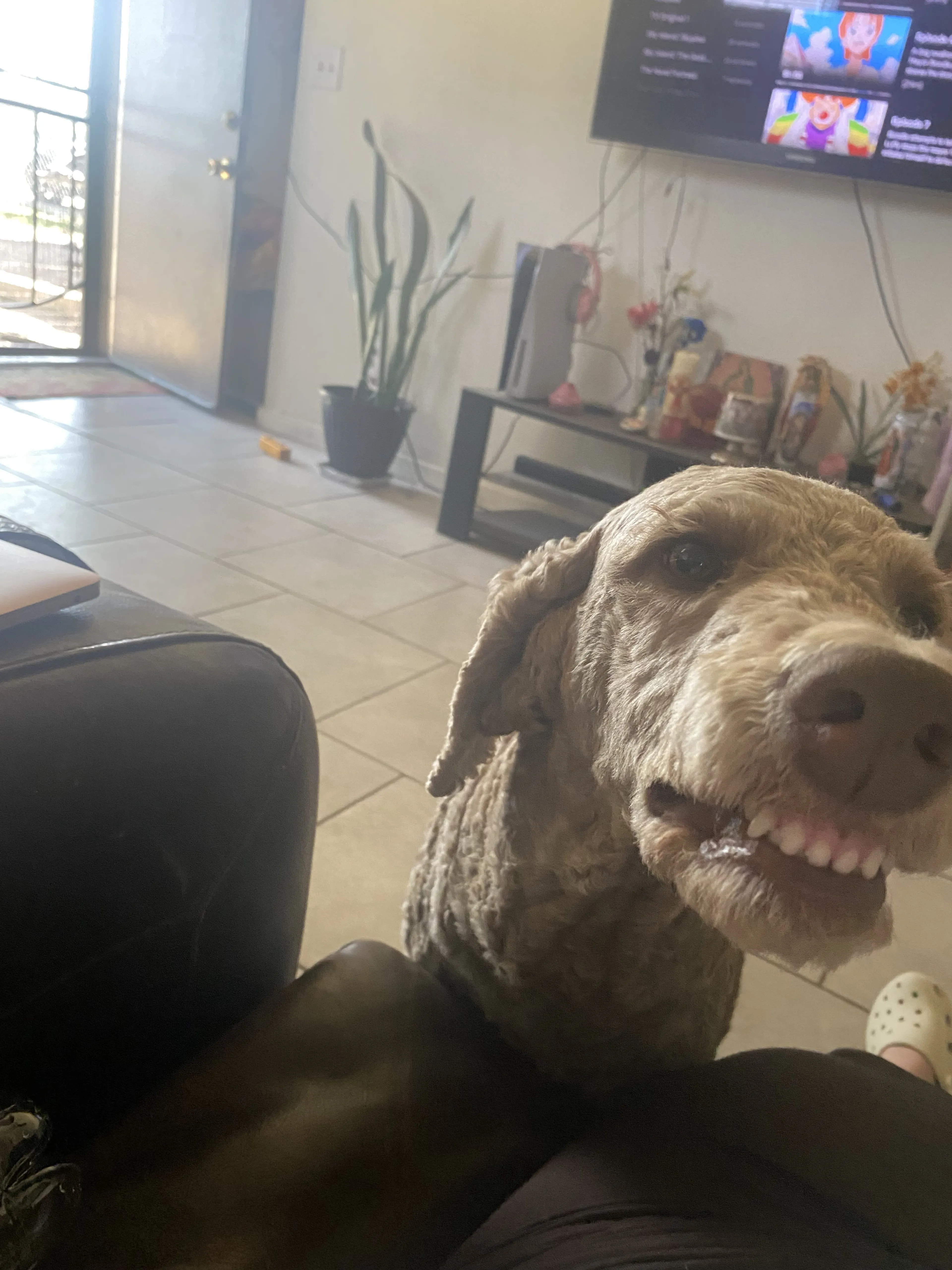 Lost pet-1