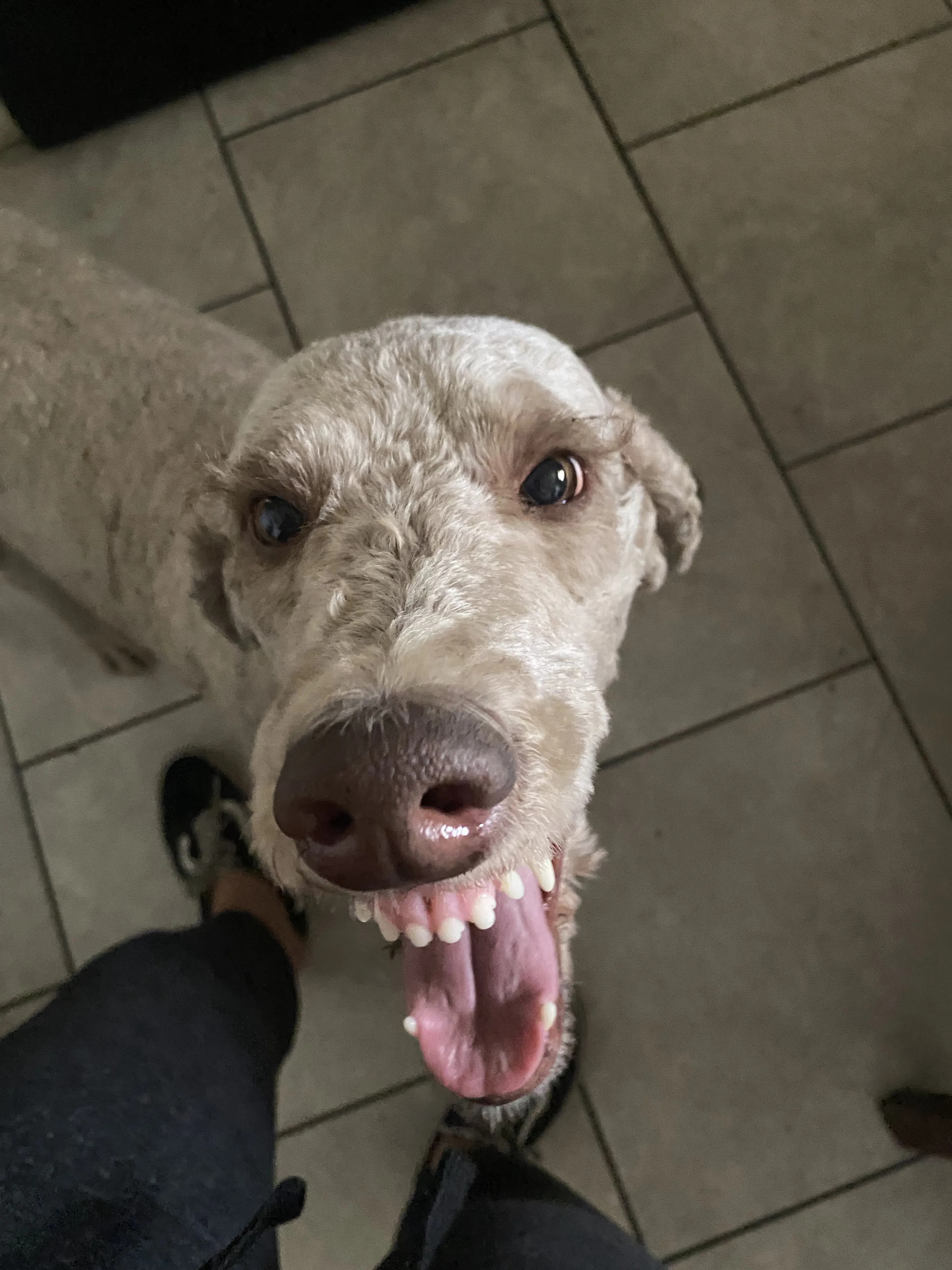 Lost pet-3