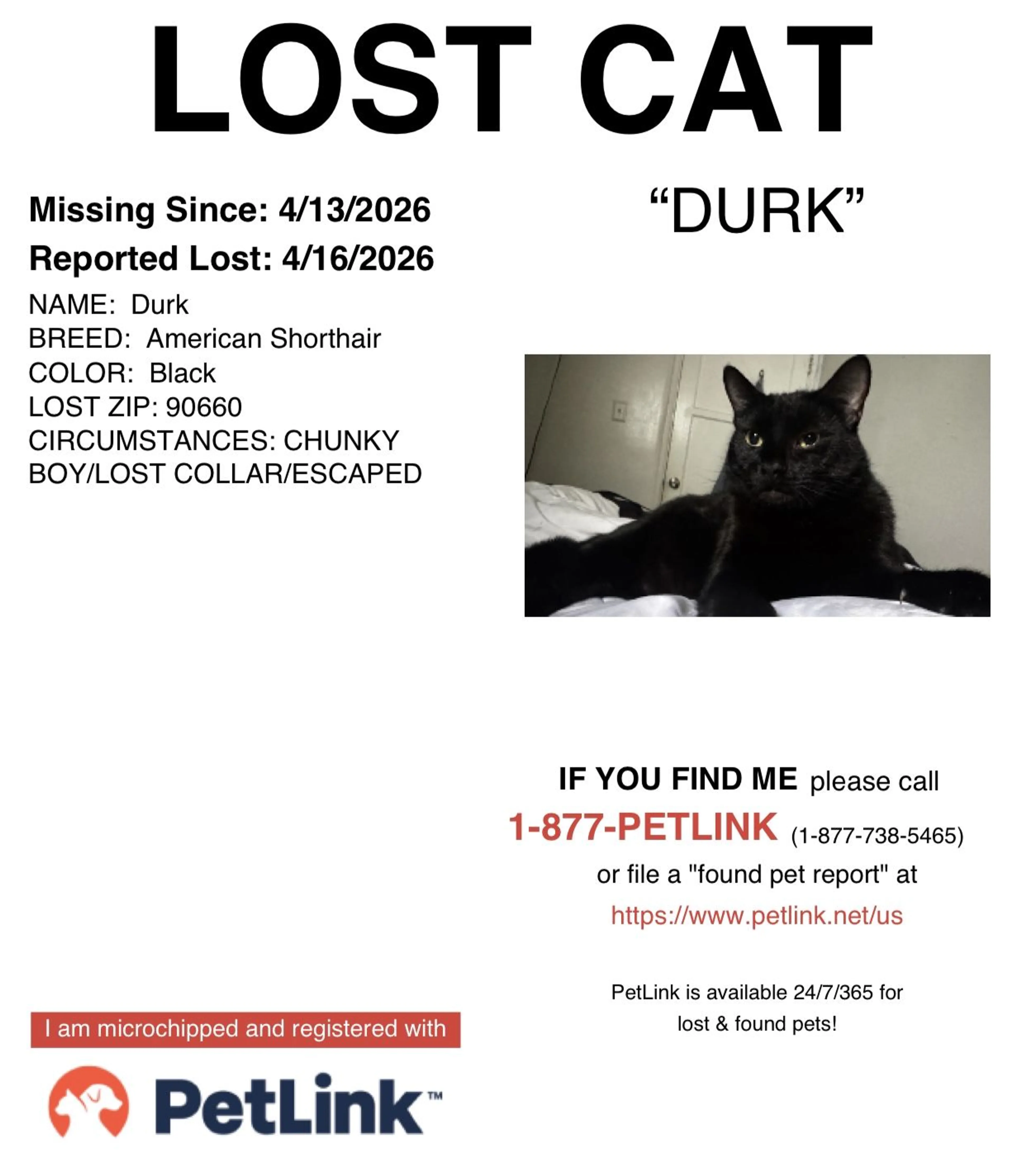 Lost pet