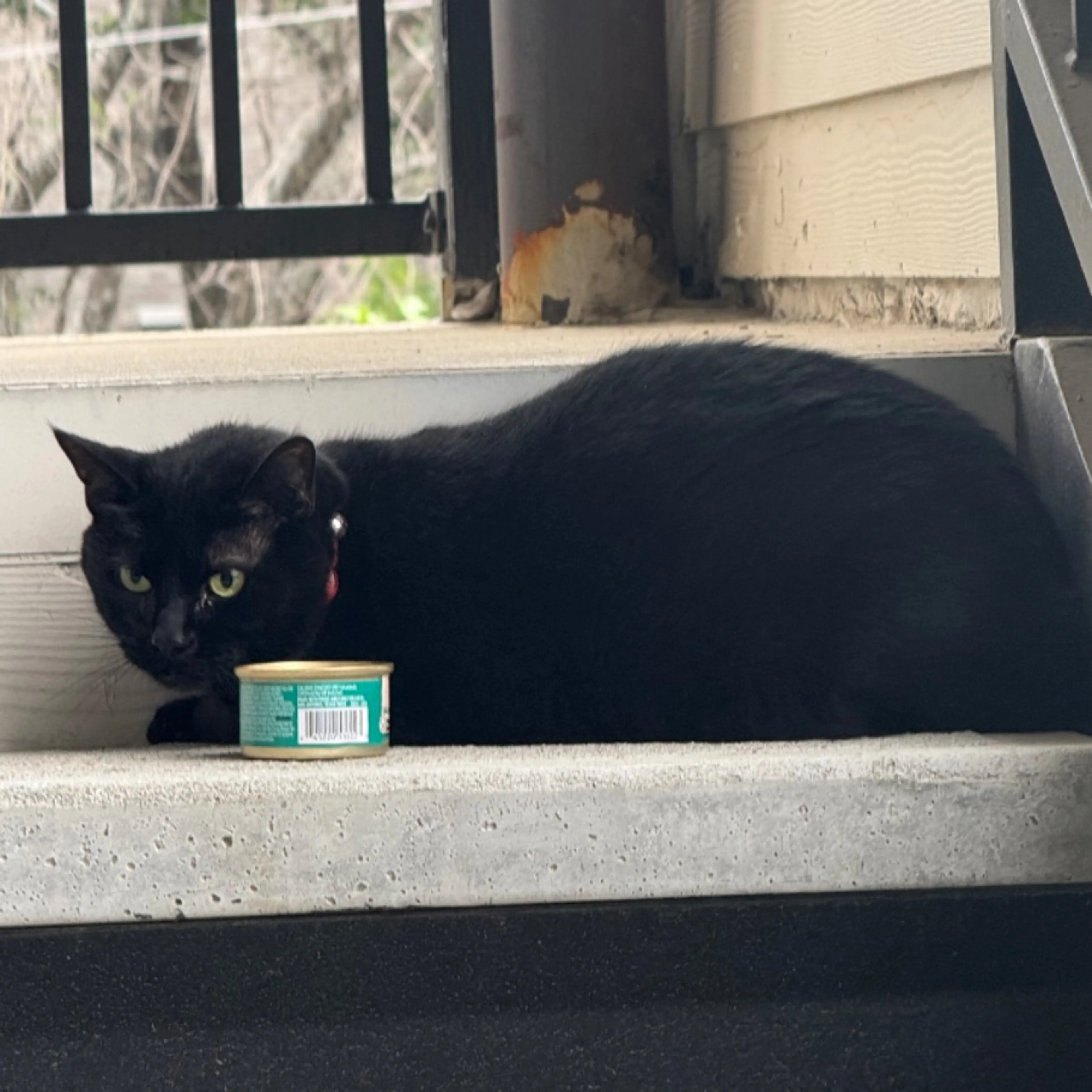 Found pet-0