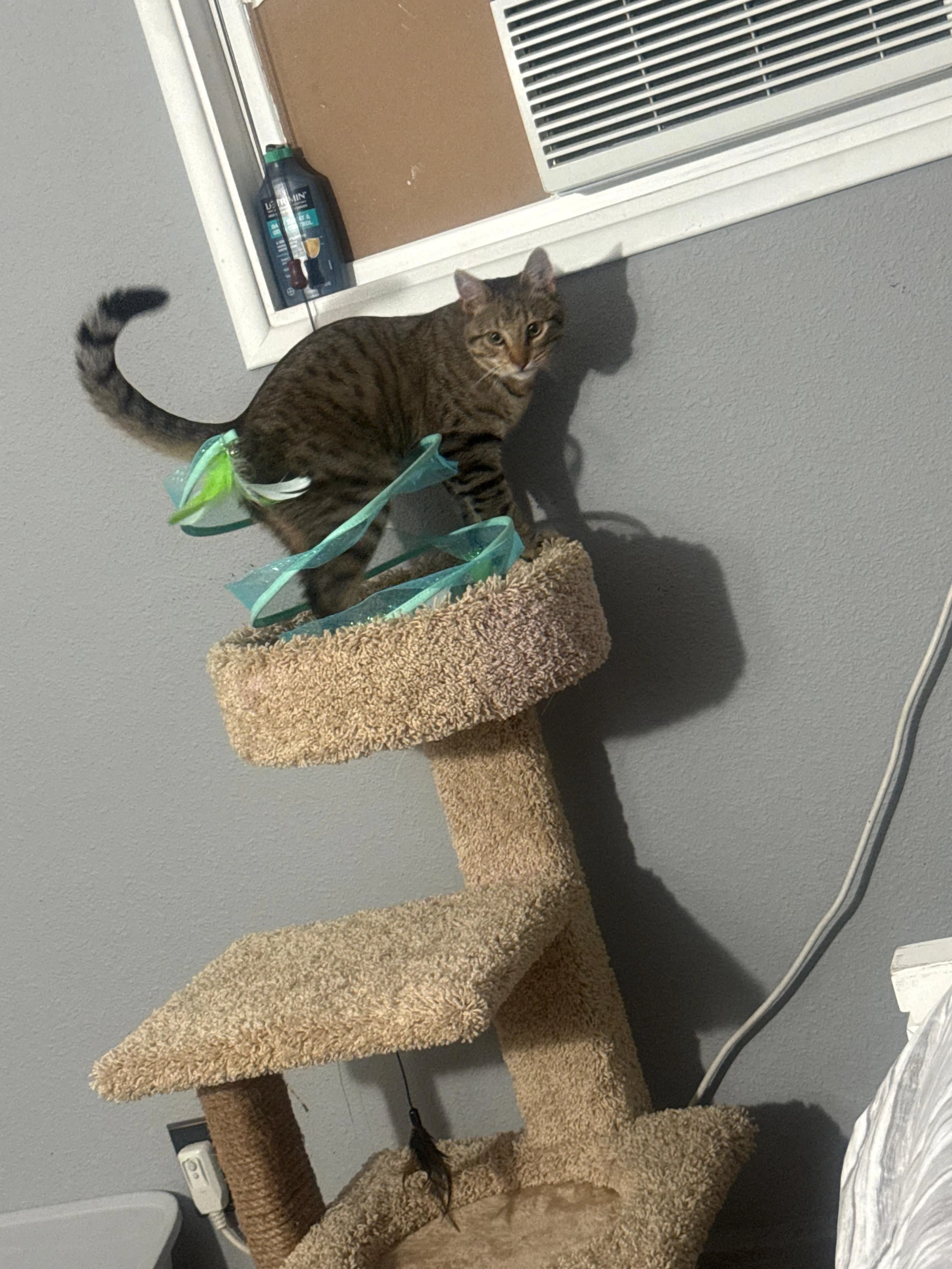 Lost pet-0