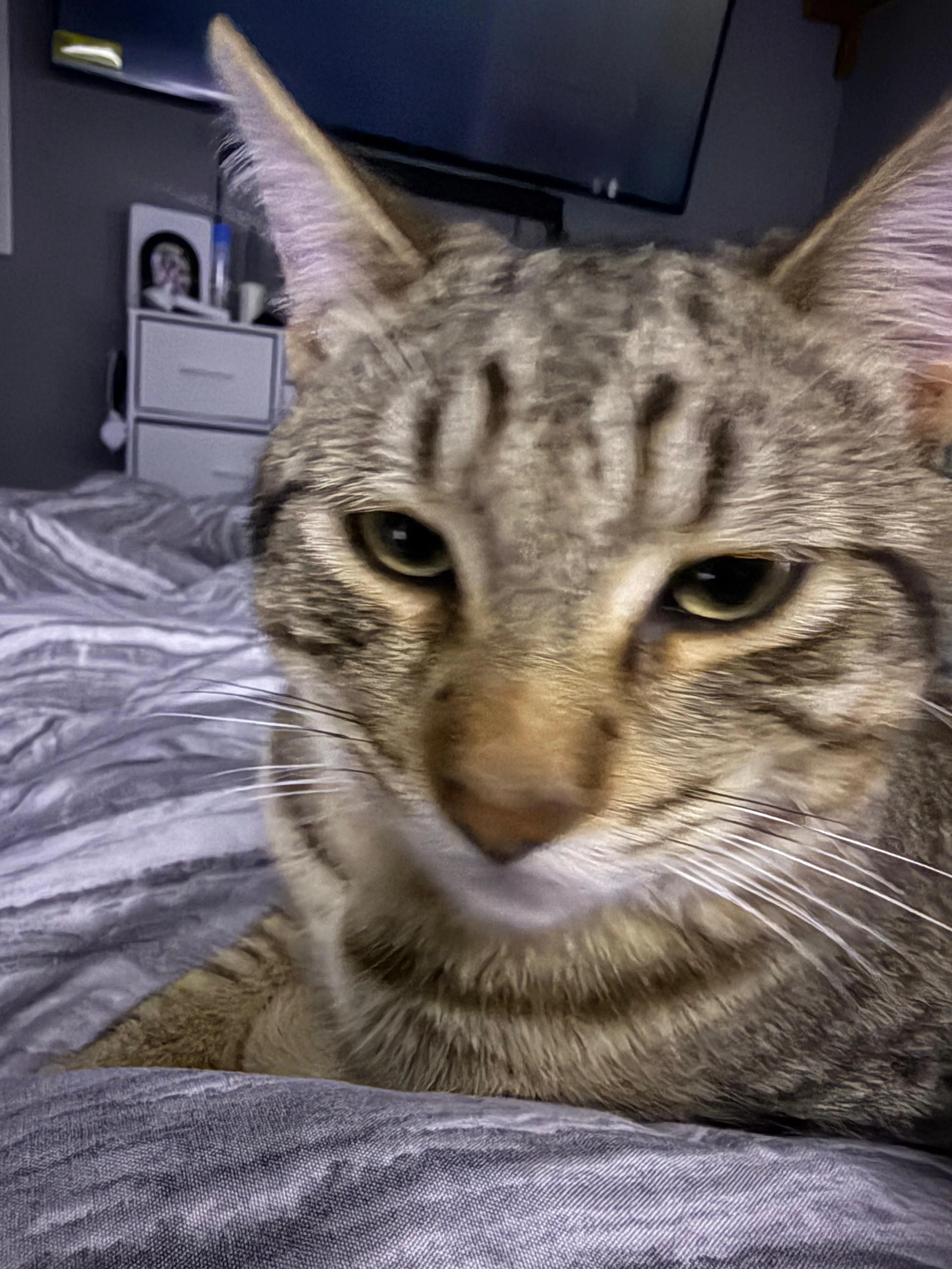 Lost pet-1