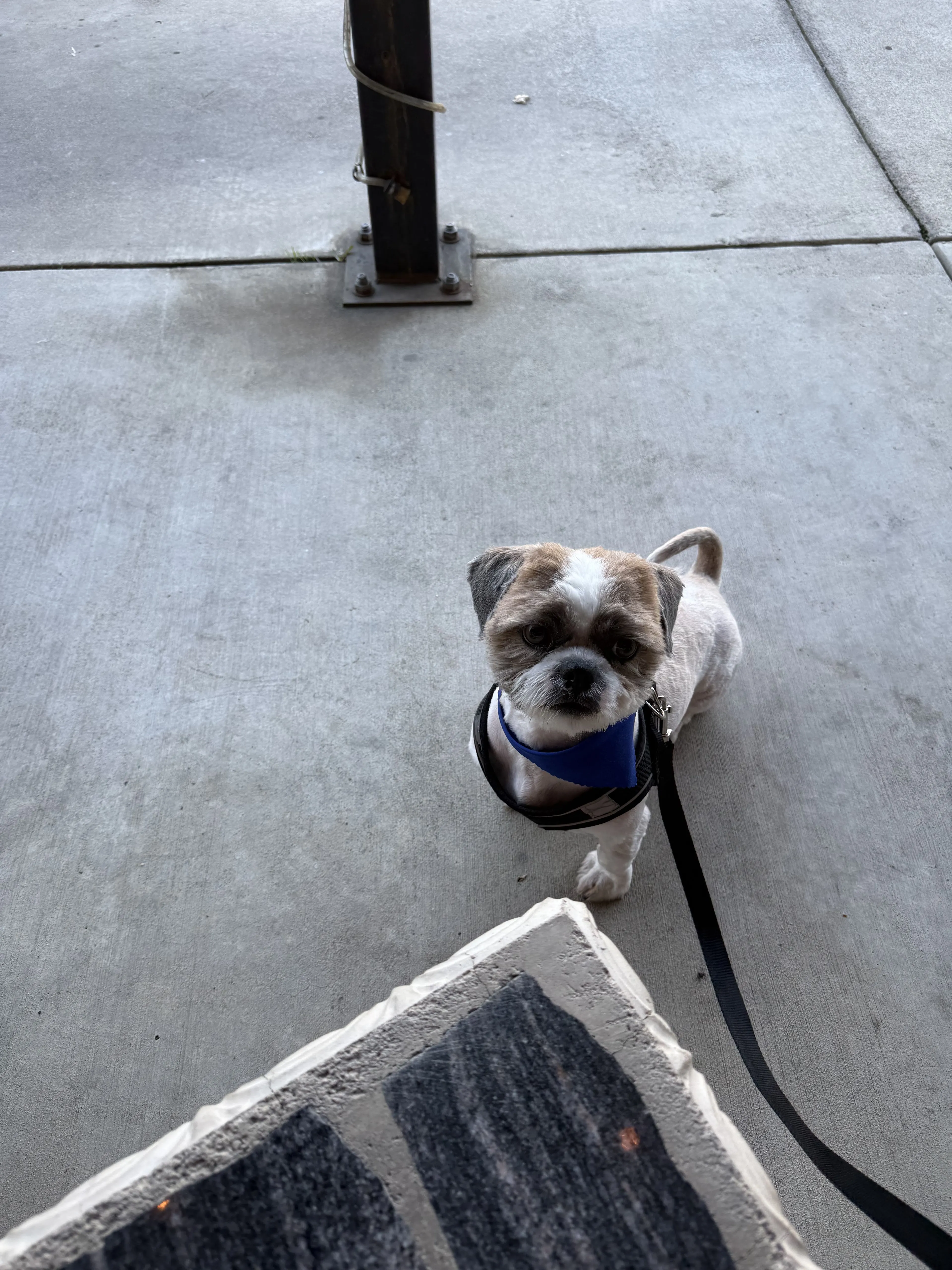Lost pet