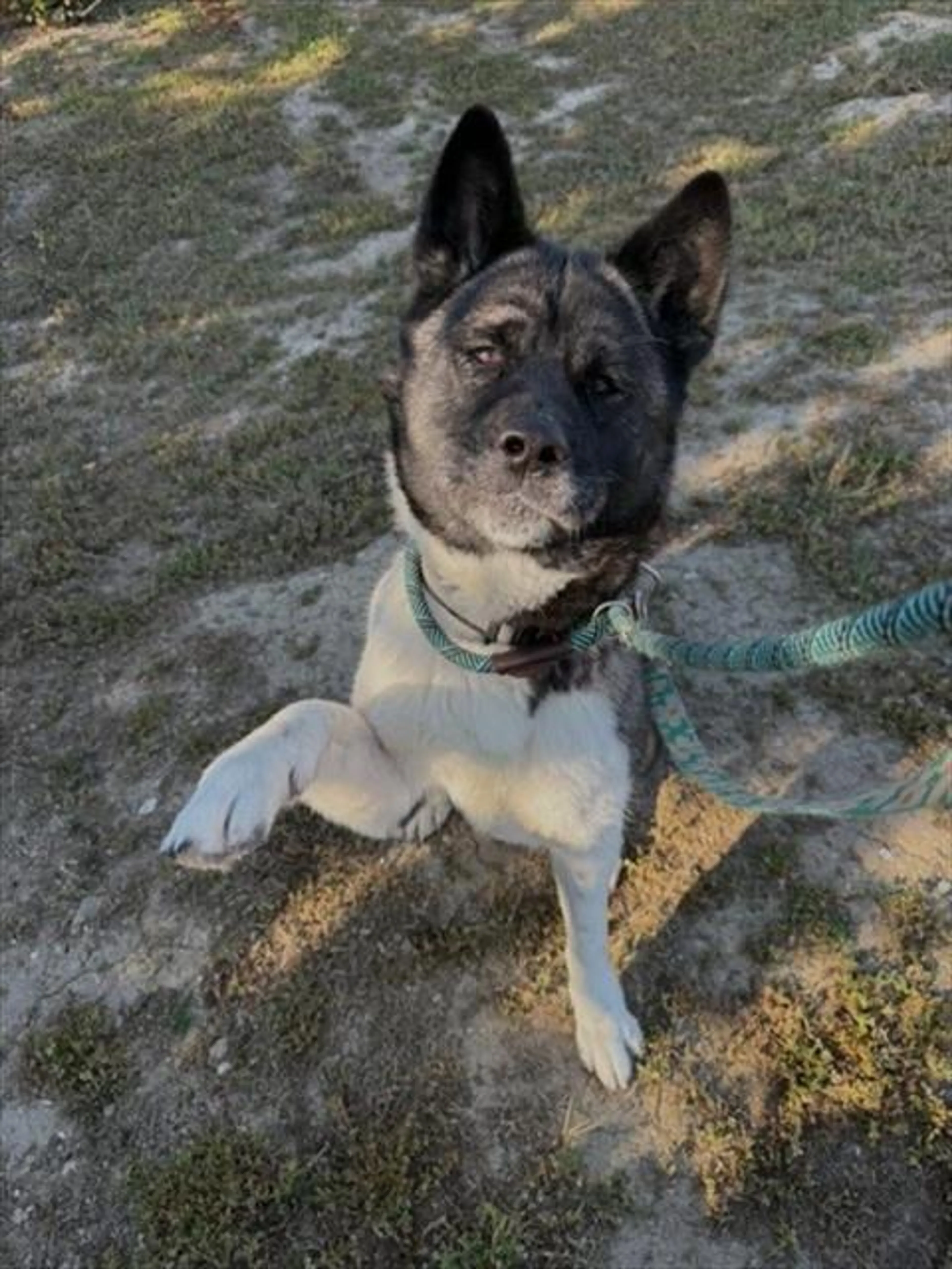 Found pet