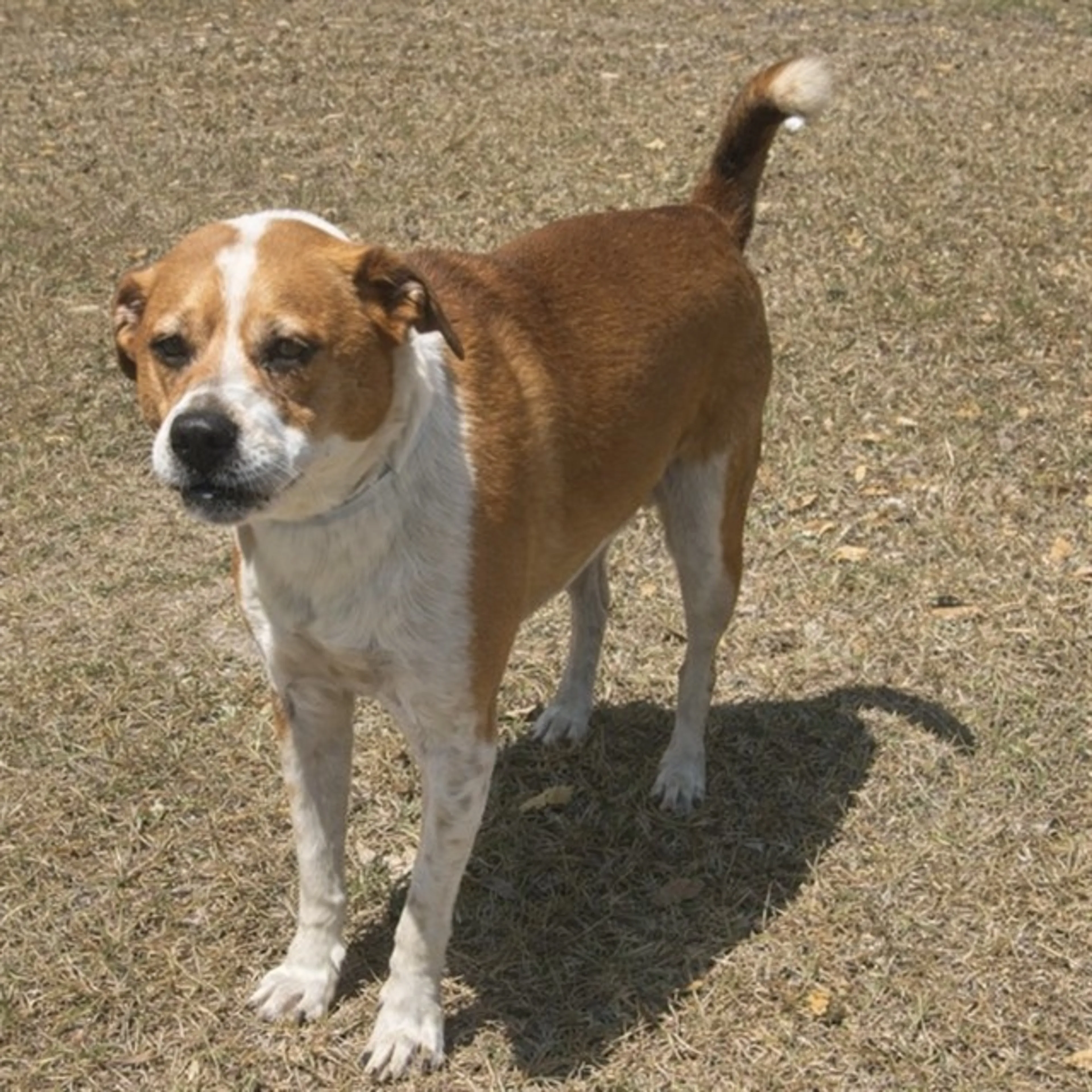 Found pet