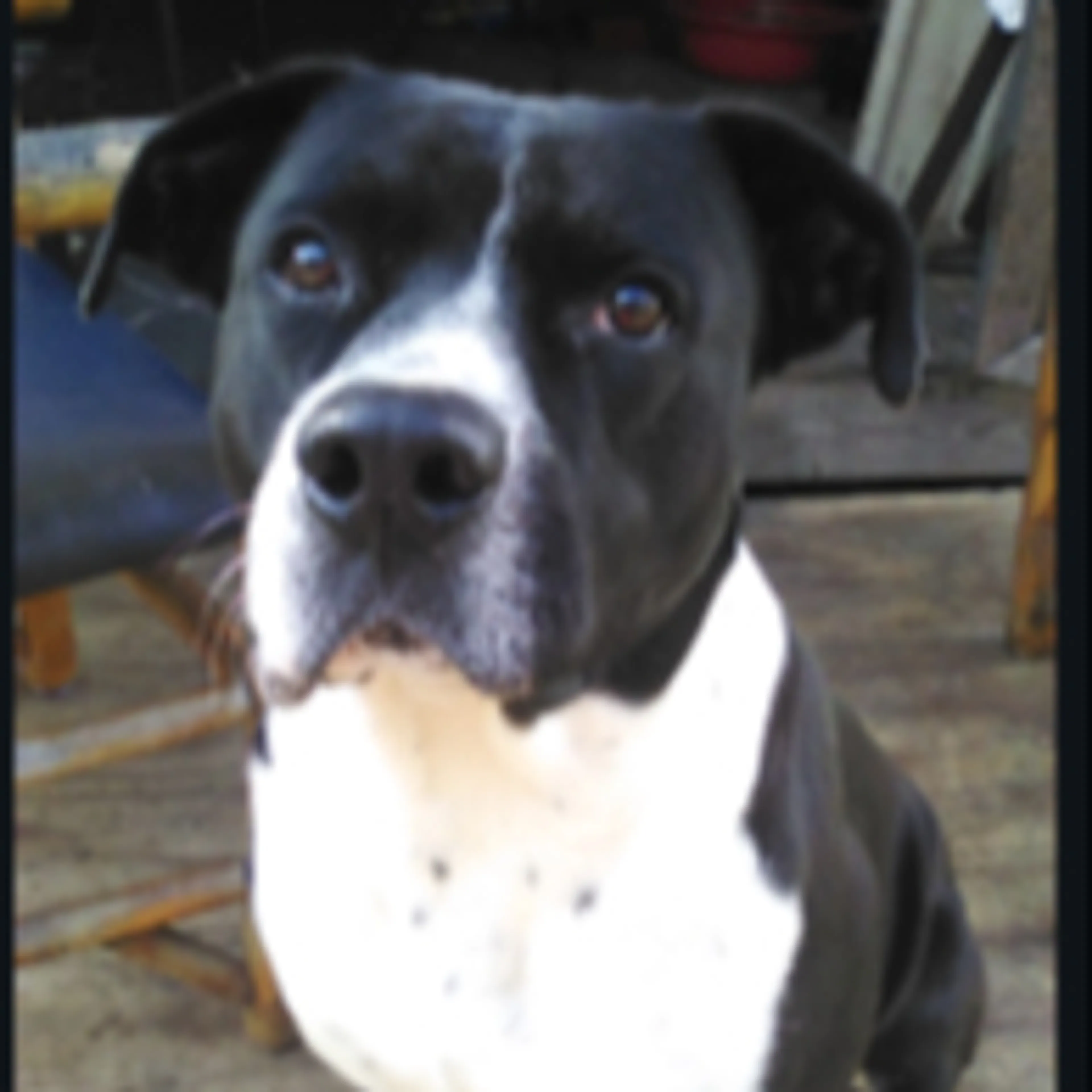 Lost pet-2