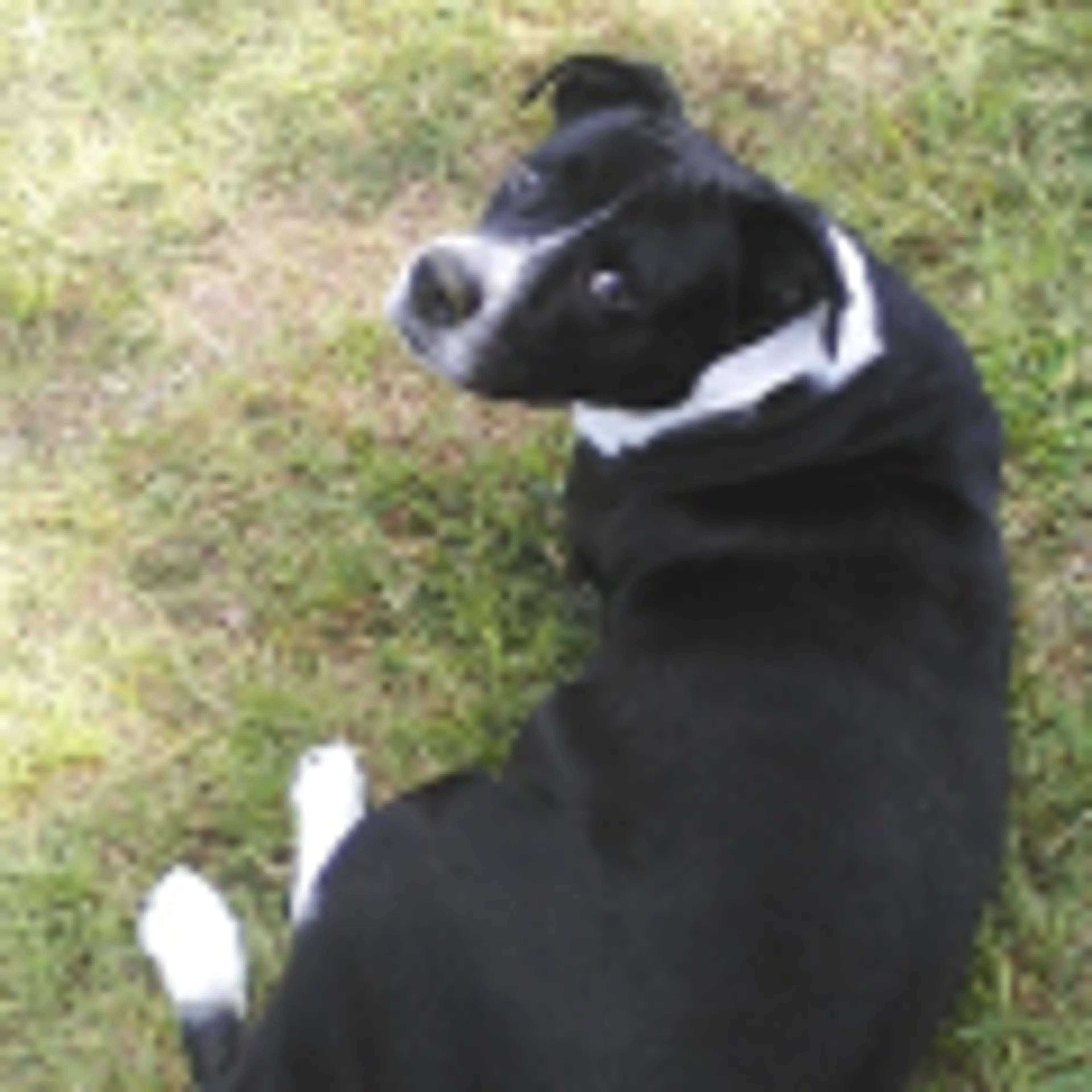 Lost pet-1