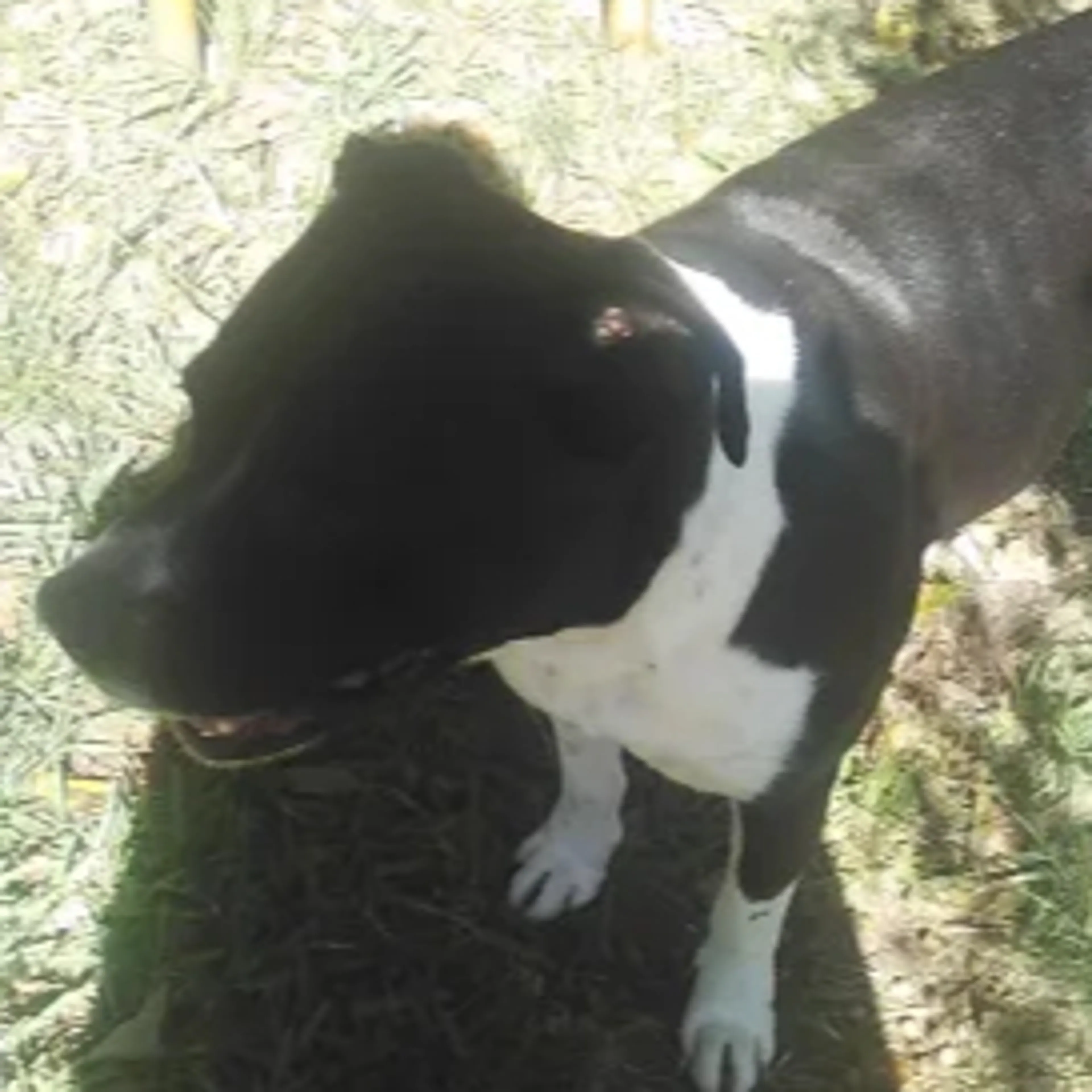 Lost pet-3