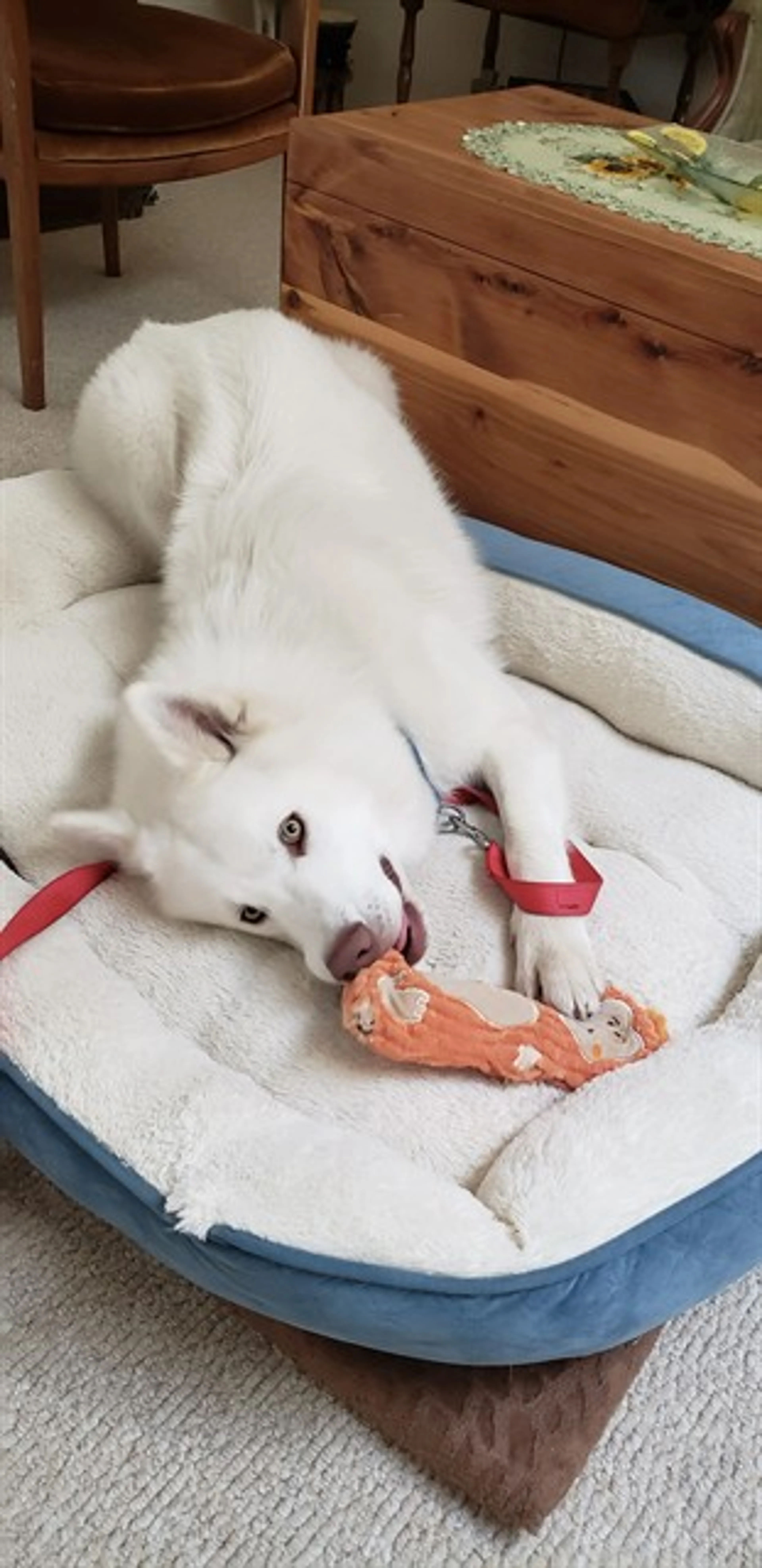 Found pet